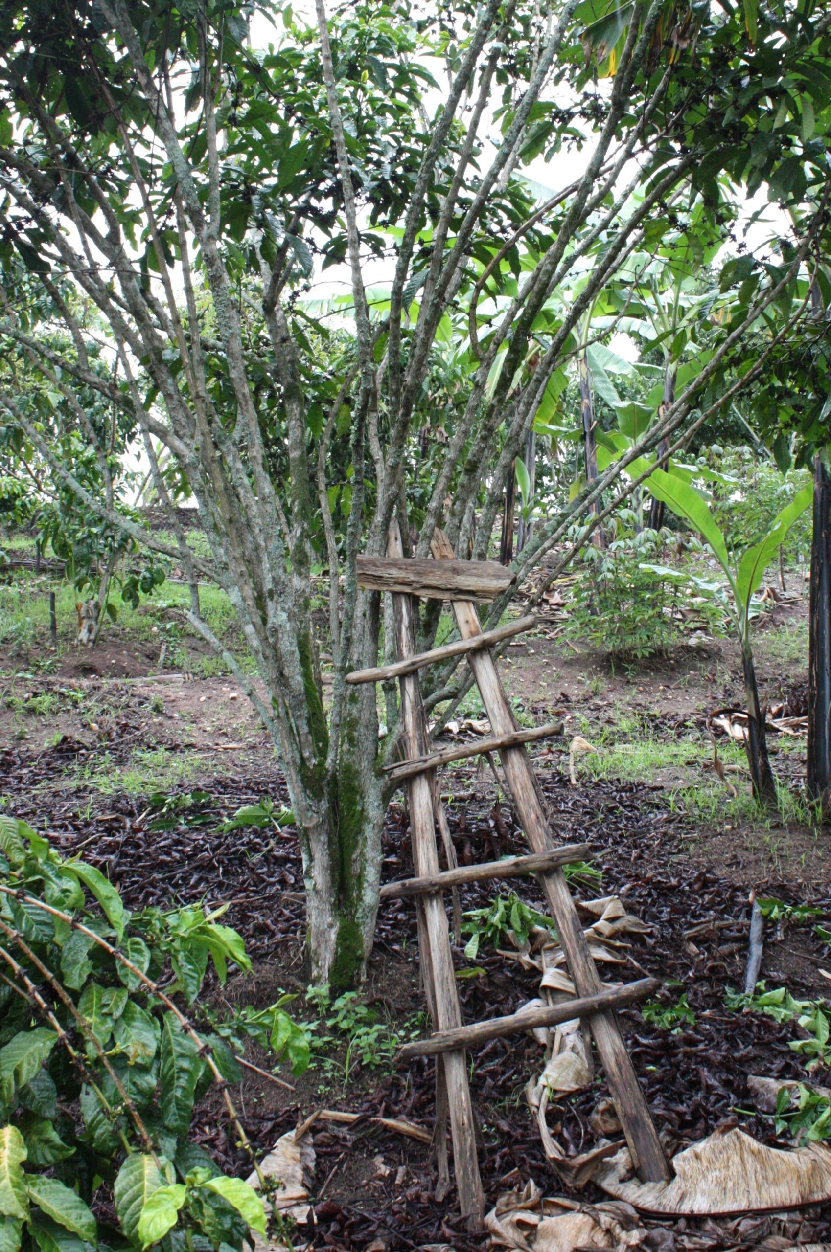 Older coffee tree needing ladder for harvest