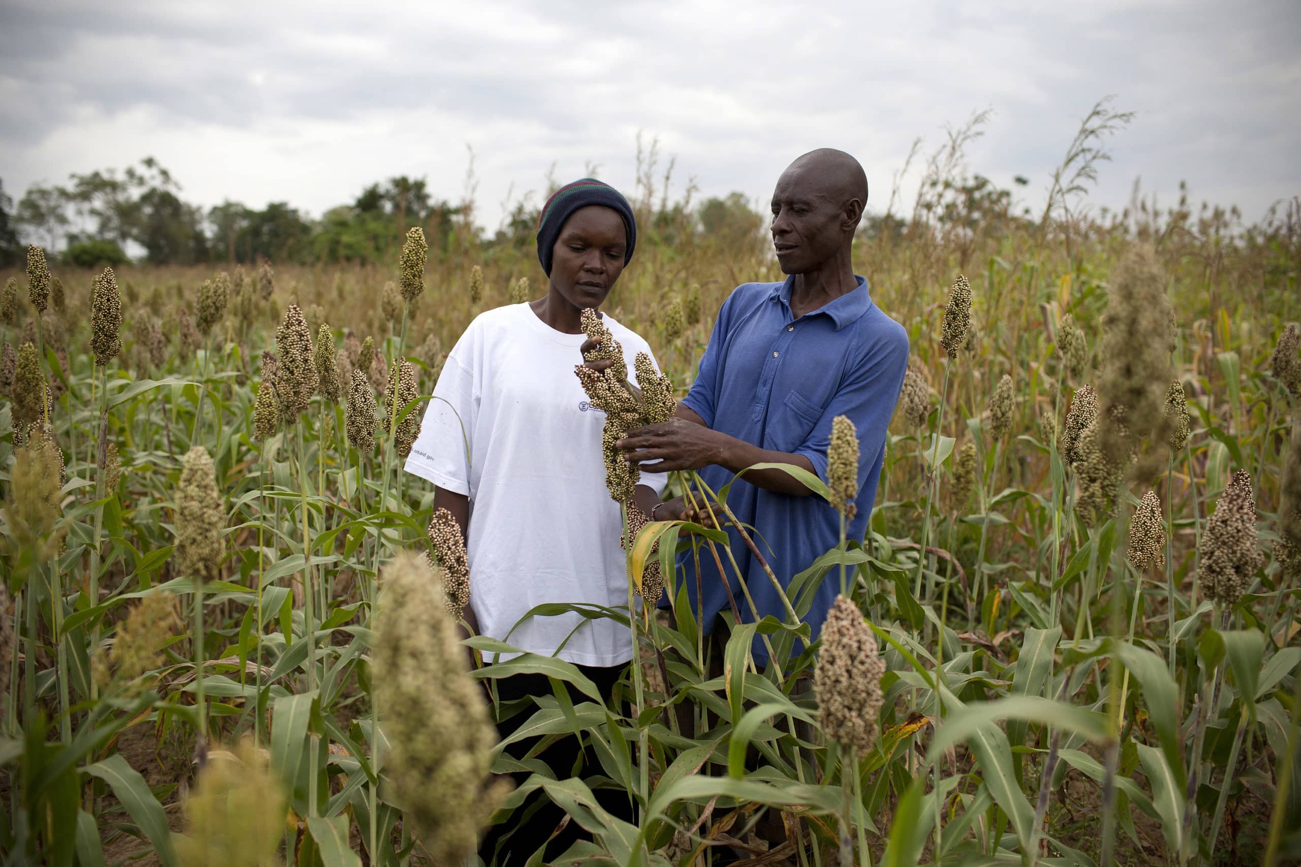 Agricultores de sorgo_Foto USAID