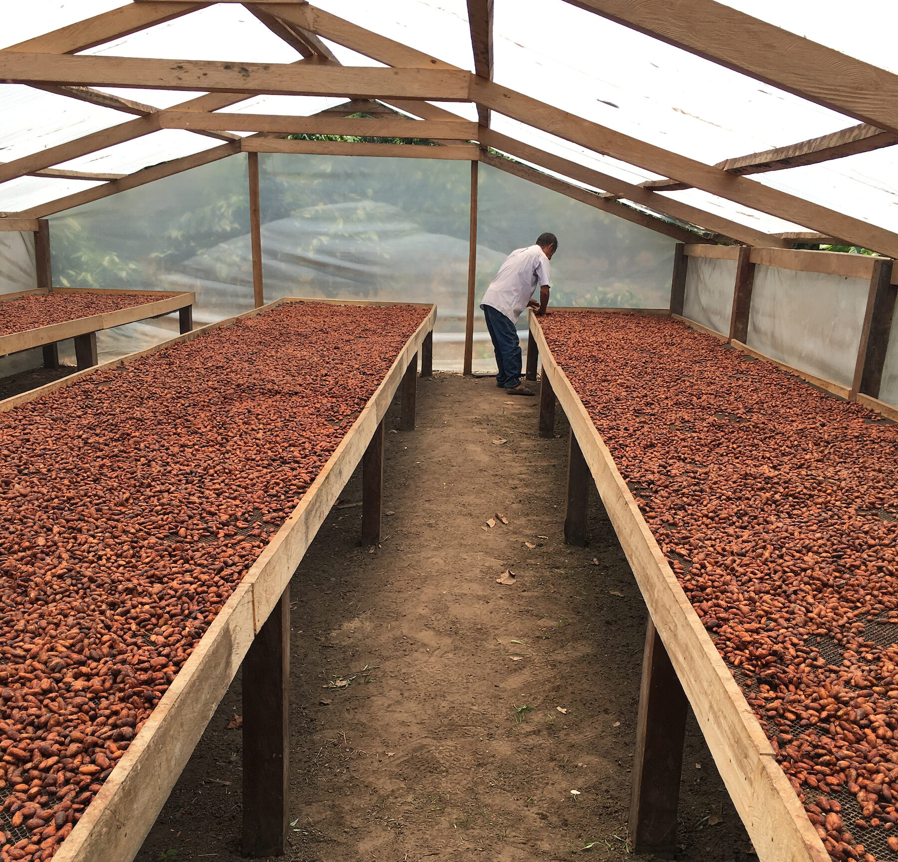 A COAS worker leans over the cacao drying beds in Pangoa, Peru. Credit: Root Capital.