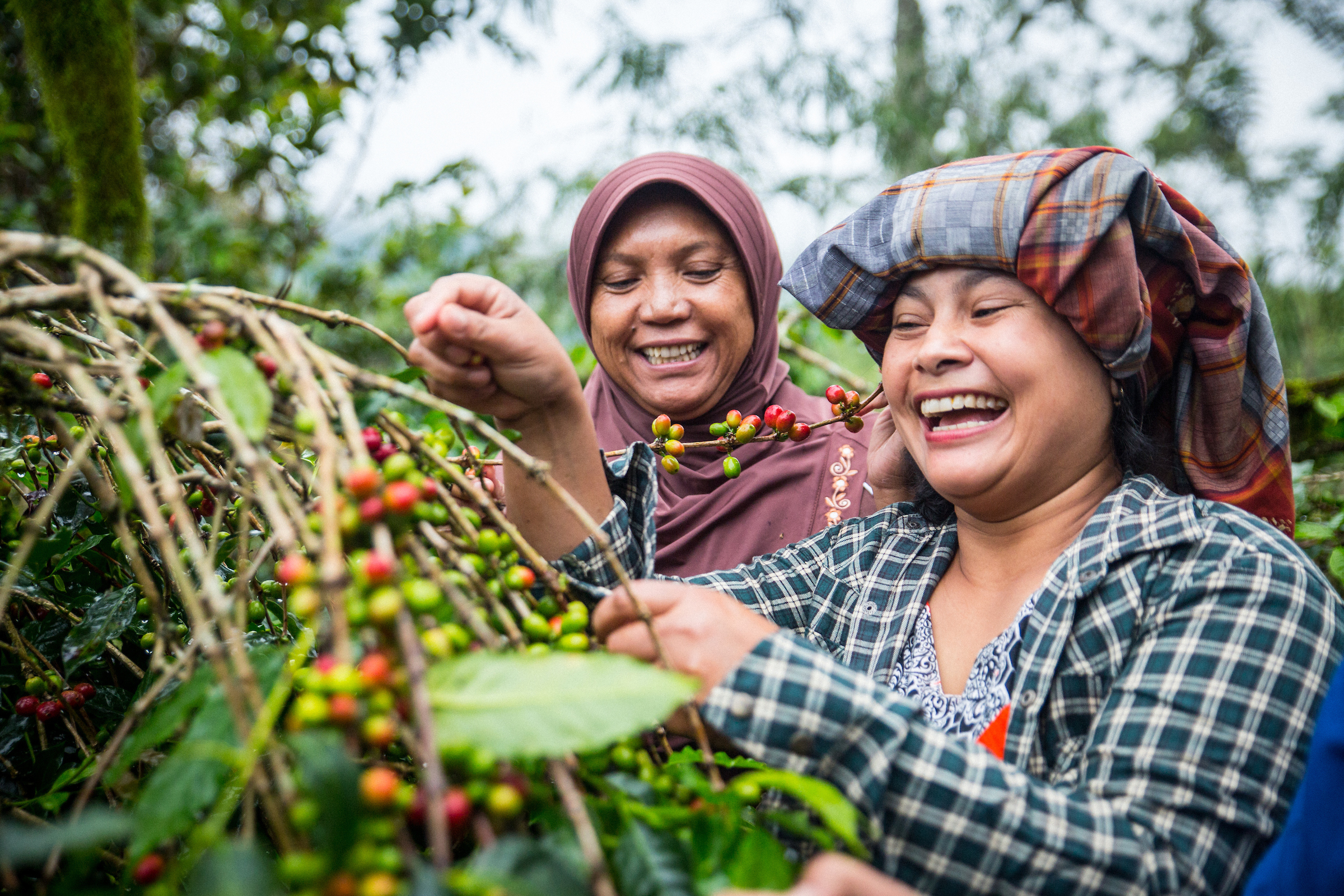 Umang Village, Bebesen sub district, members of Kopepi Ketiara Cooperative pick coffee cherries in Sumatra, Indonesia. Photo credit: Blake Dunlop/Root Capital