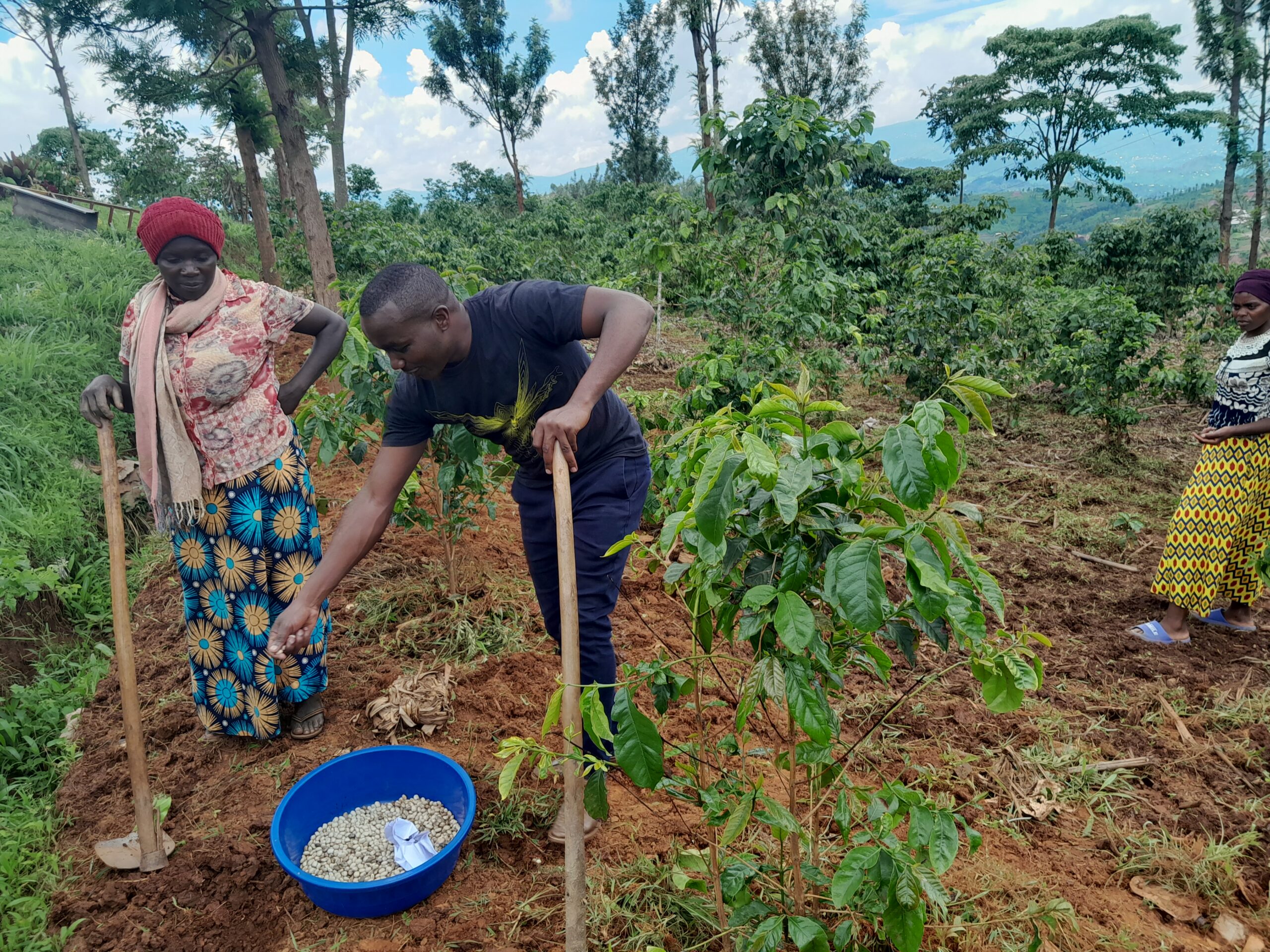 Talent Partner Joshua Nsengimana sowing cover crops in a coffee plot at Koperative Kopakama in Rwanda. Photo credit: Joshua Nsengimana