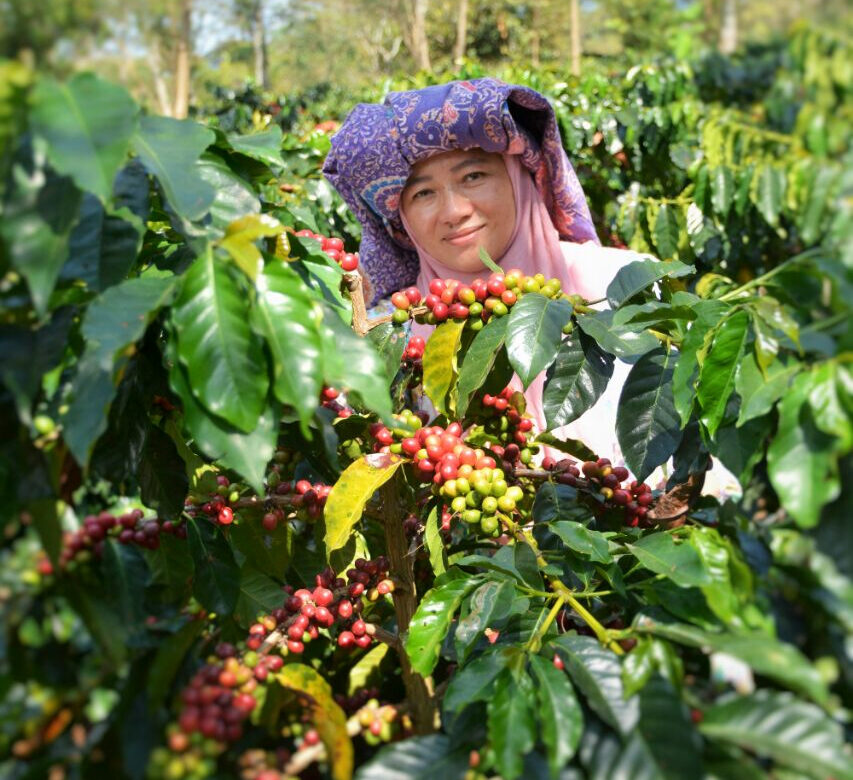 A member of the women-only Kokowagayo cooperative in Aceh, Indonesia. Credit: Root Capital.