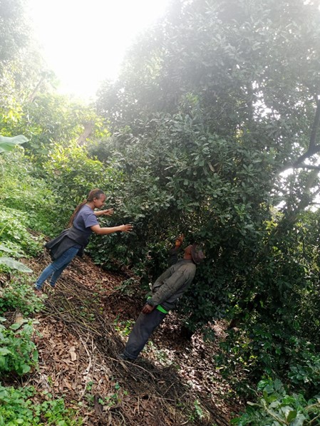 Bilha explains the process of pruning macadamia trees to maximize production to a Limbua farmer during her internship. Credit: Bilha Wanjira Kirera. 