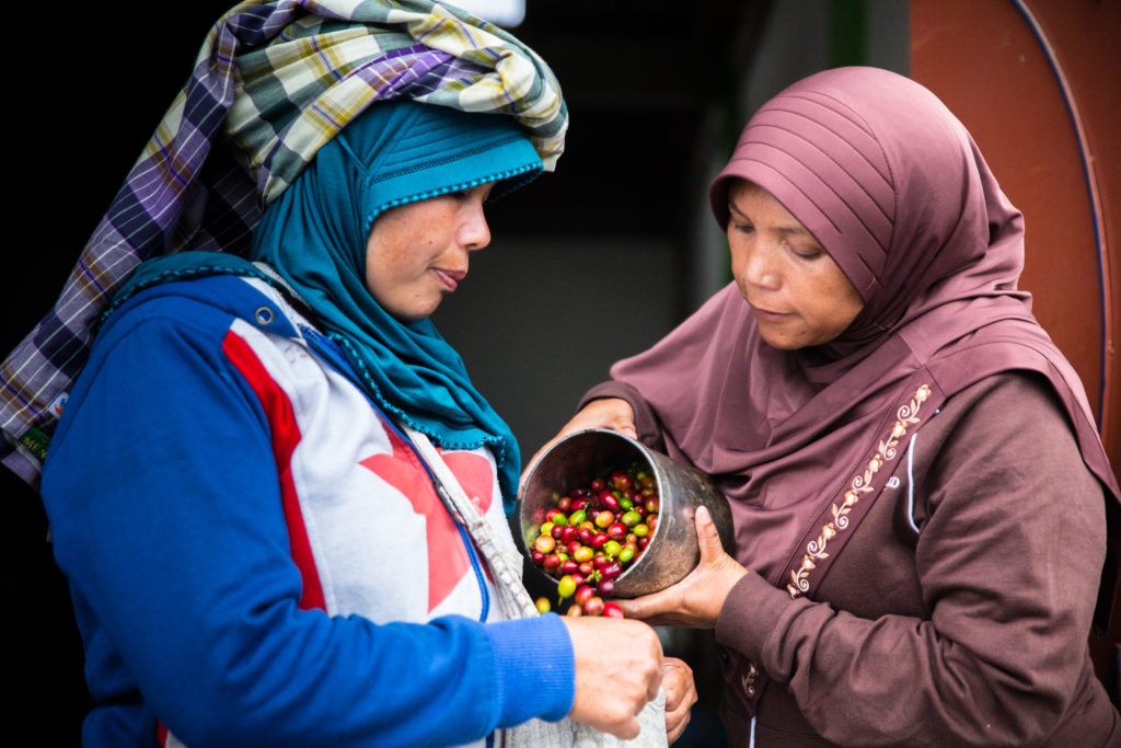 Bu Aini Ibrahim & Ibu Rahmah pour coffee cherries into a bucket. (Photo: Blake Dunlop)
