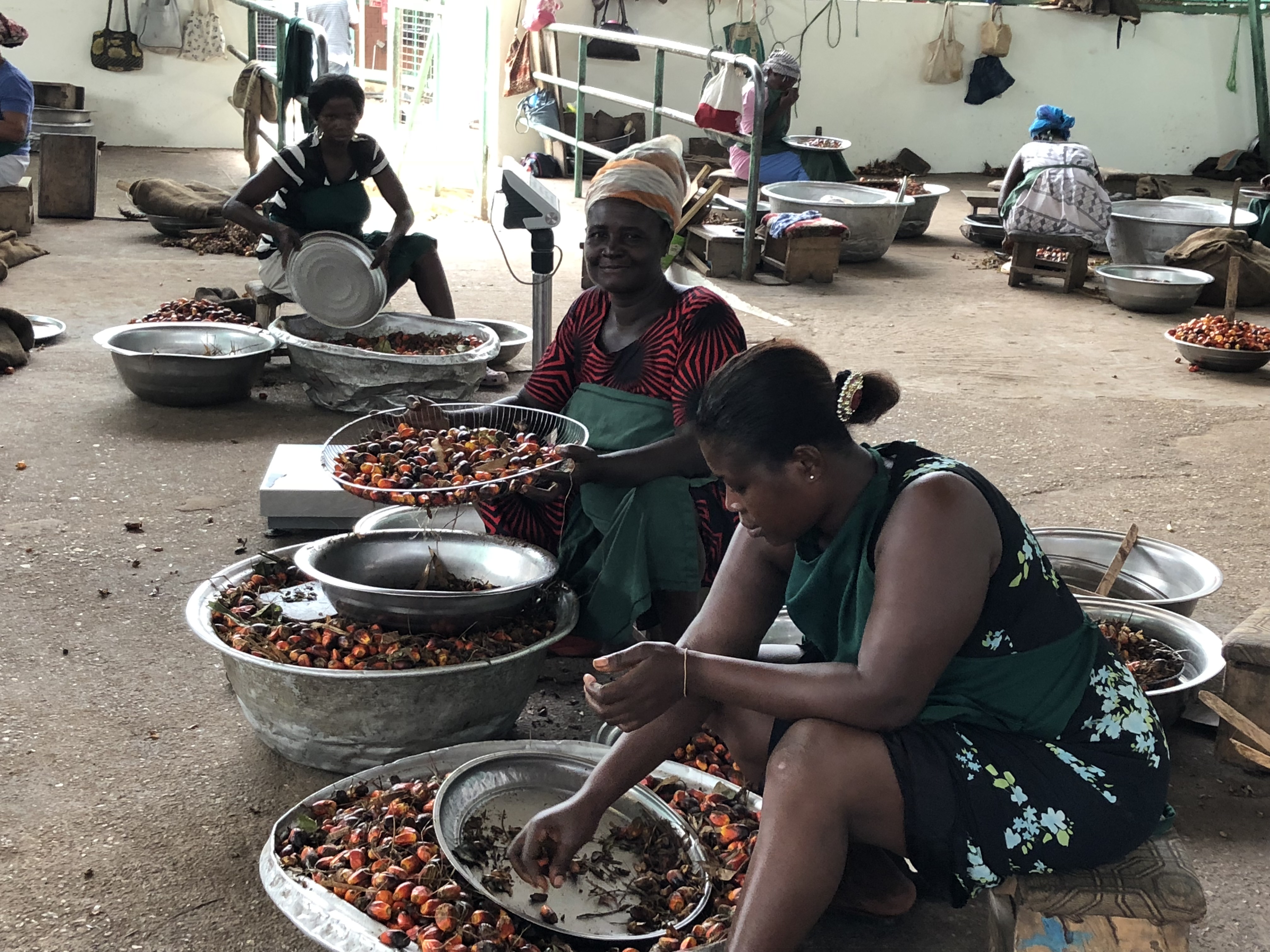 Employees of Serendipalm sort palm kernels.