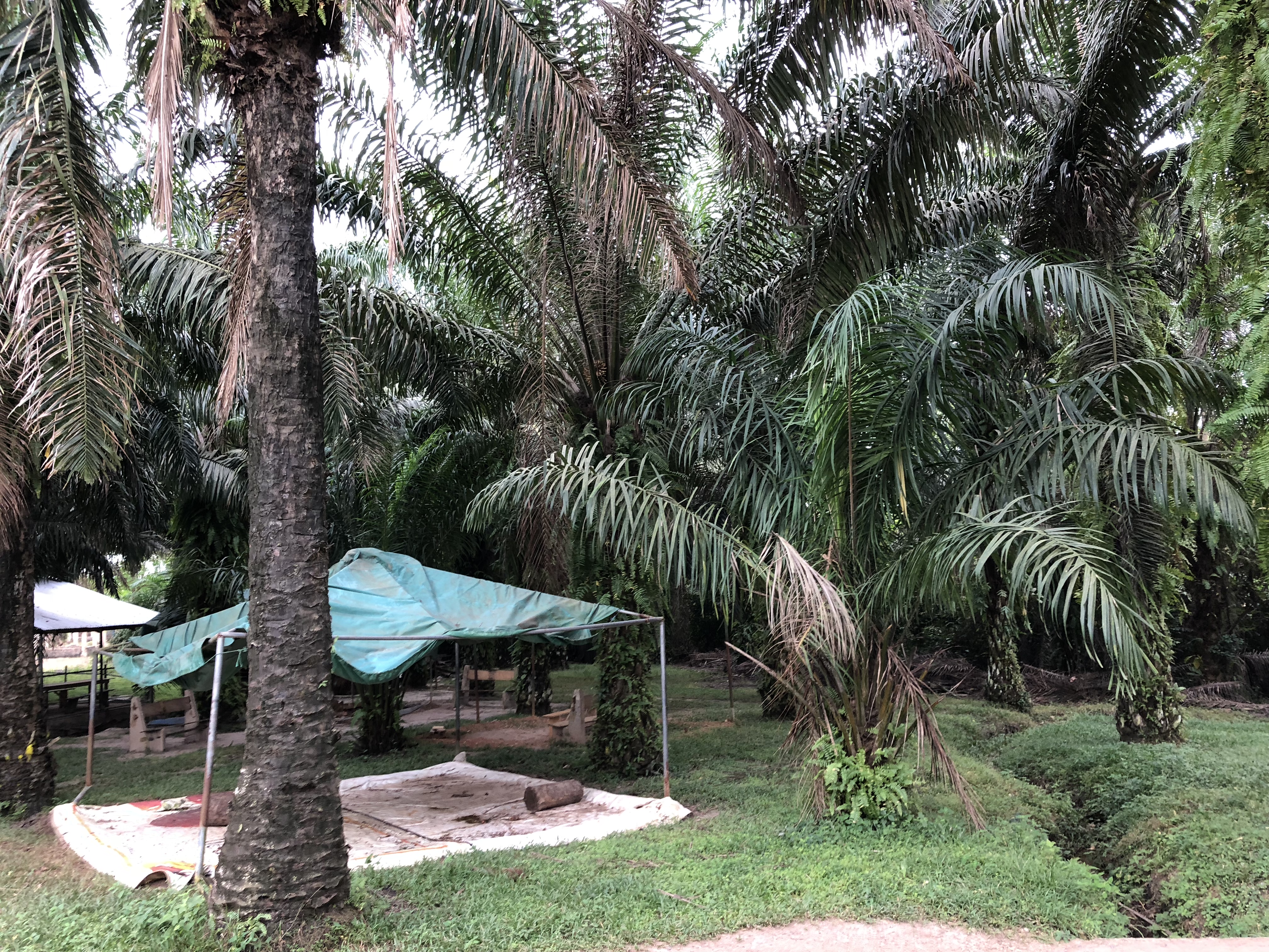 Oil palms near the Serendipalm processing facility.