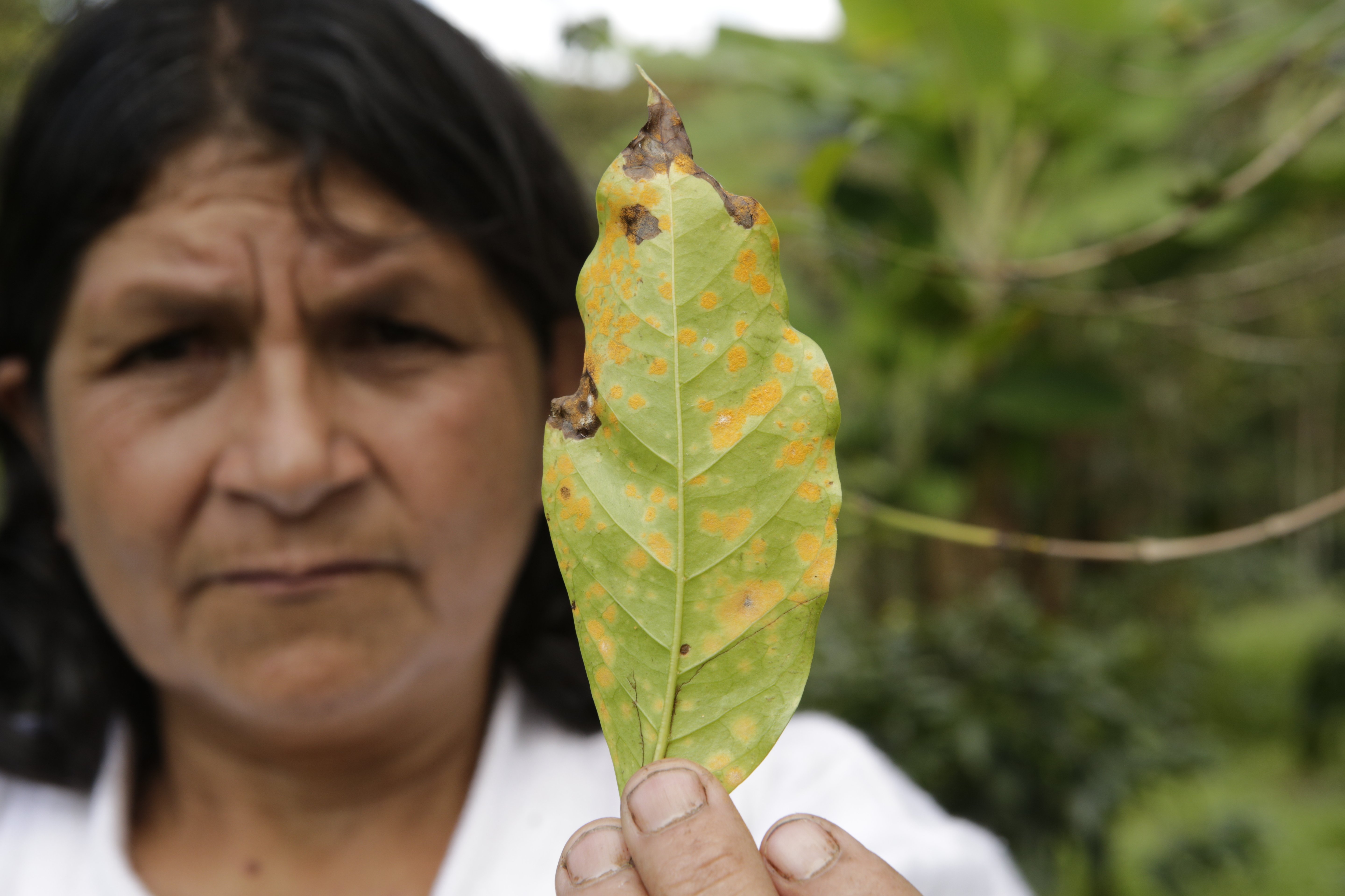 Woman holding leaf afflicted by la roya disease