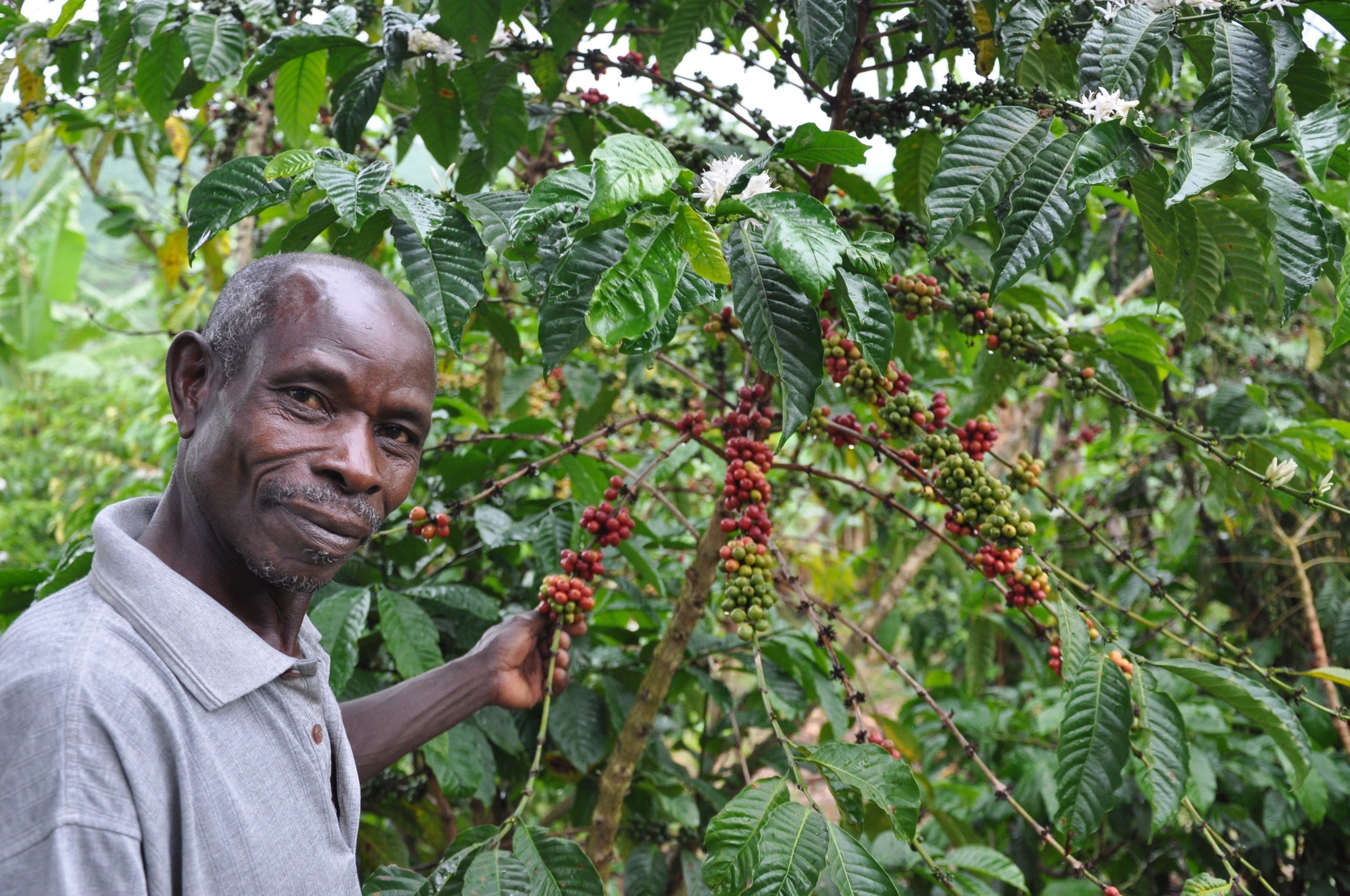Investing in Uganda’s Coffee Sector