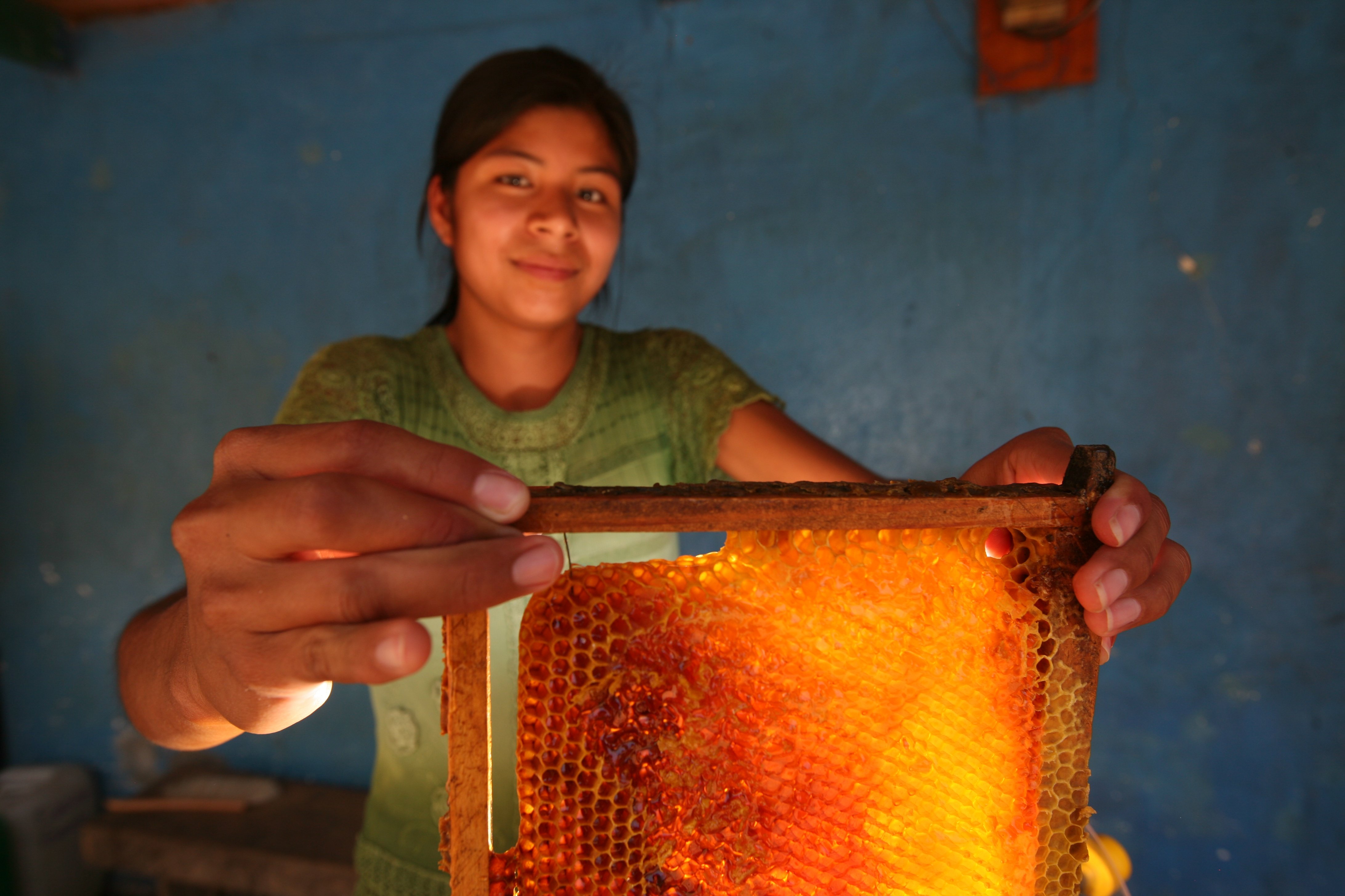 A honey producer in Guatemala holds a frame of honeycomb before putting it into a centrifuge.