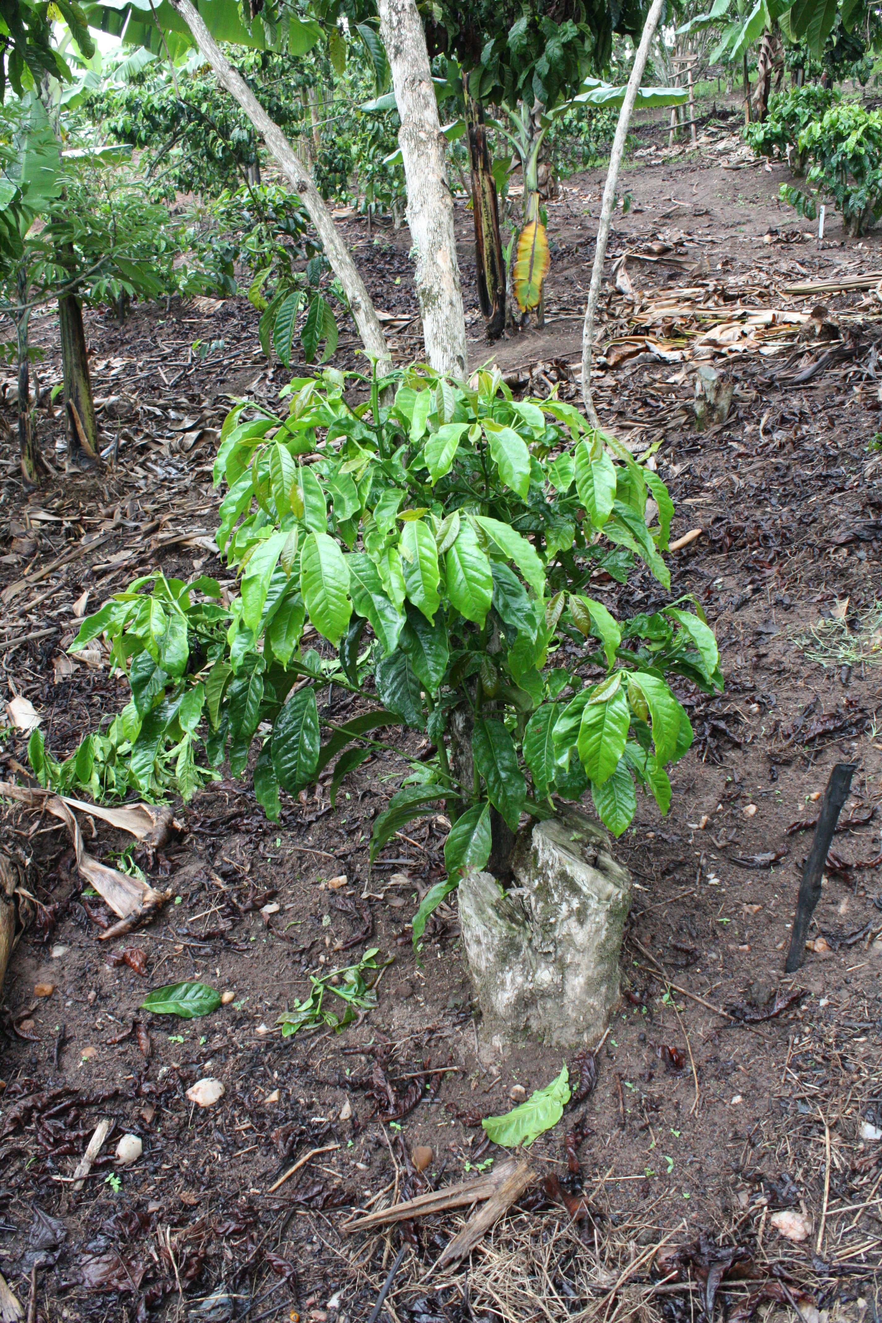 A stumped coffee tree growing back stronger
