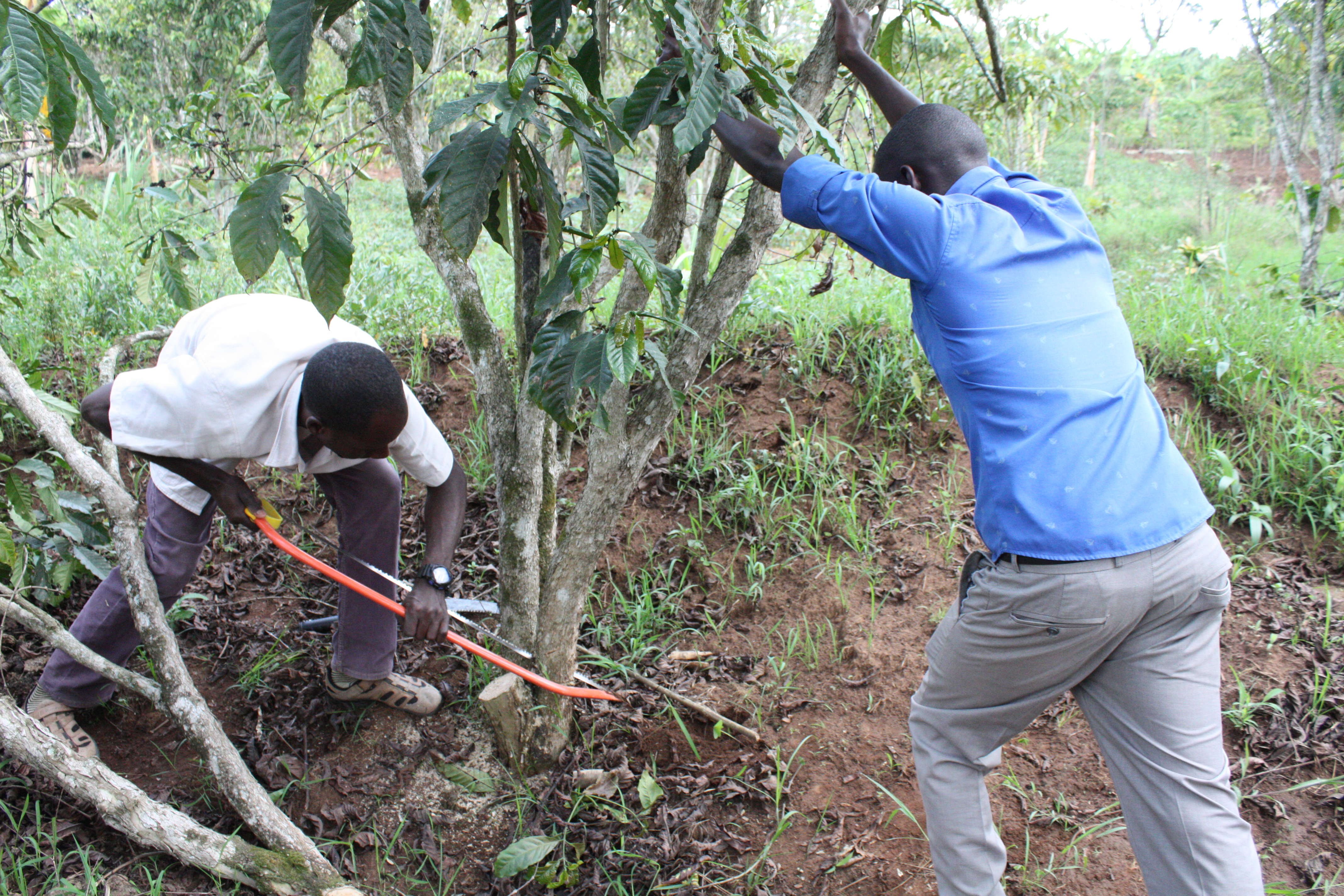 Agronomists assist coffee farmers with a process called stumping