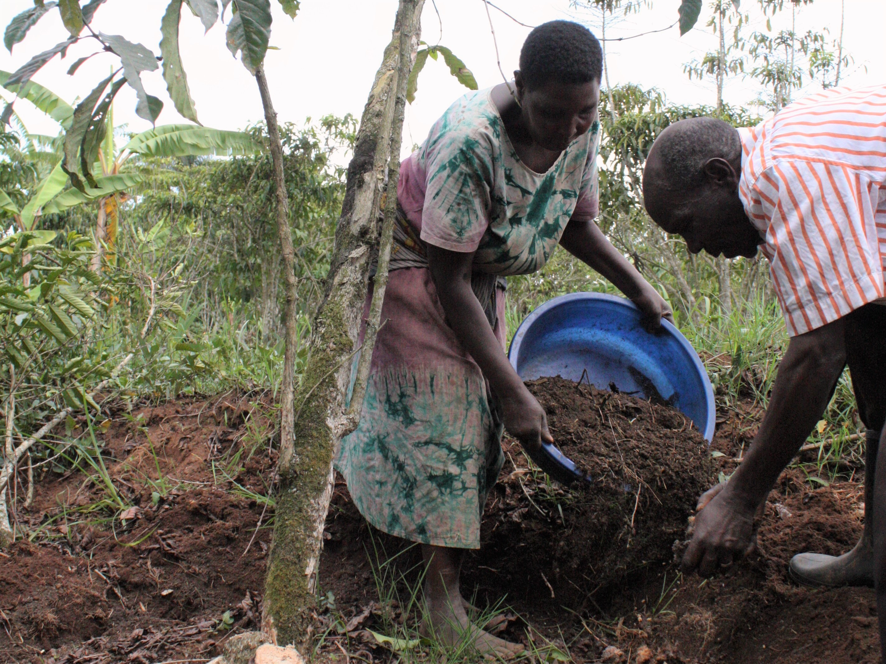 Paul and Jane apply fertilizer to their newly-stumped coffee tree