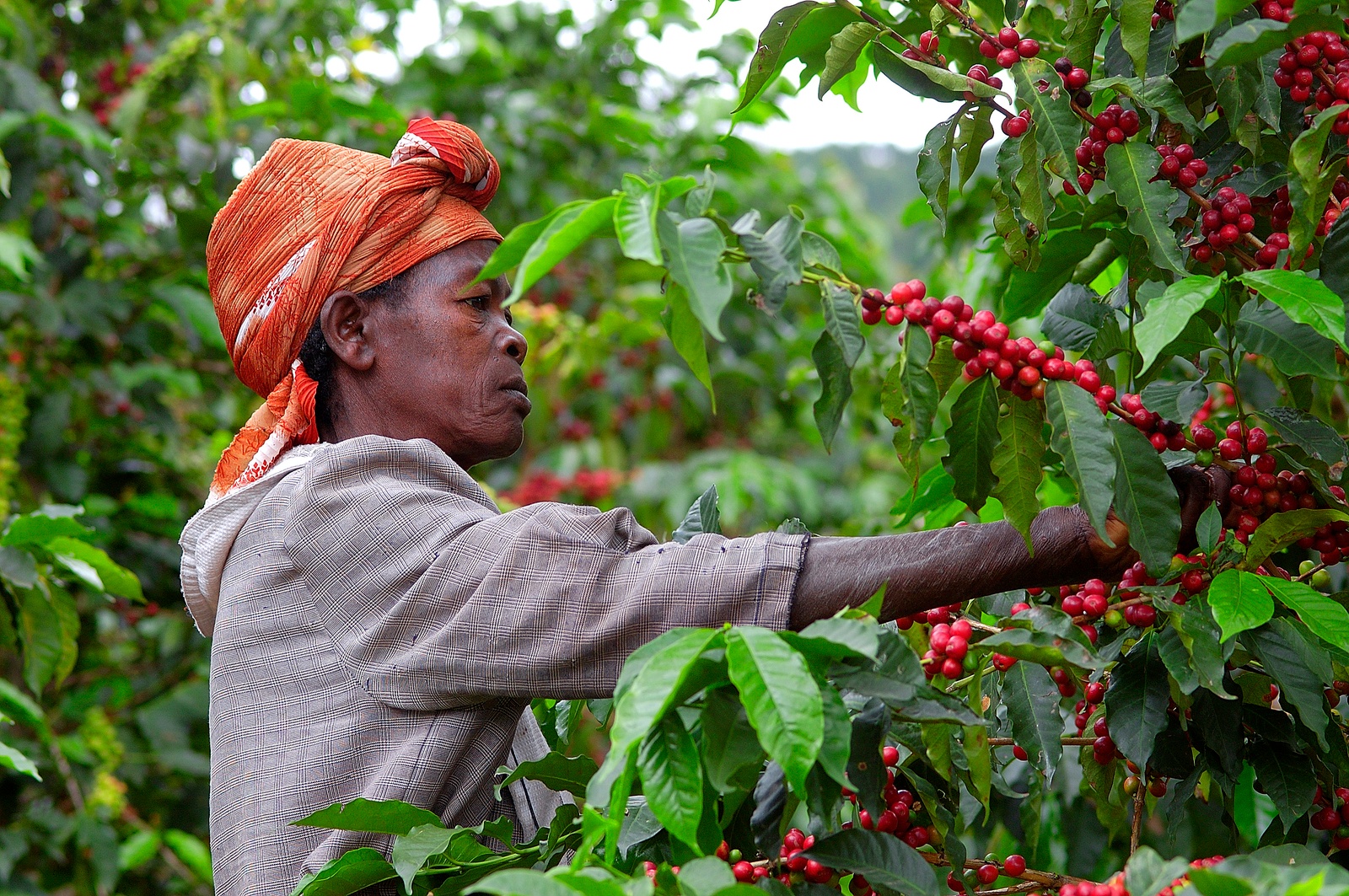 A woman coffee farmer in Rwanda