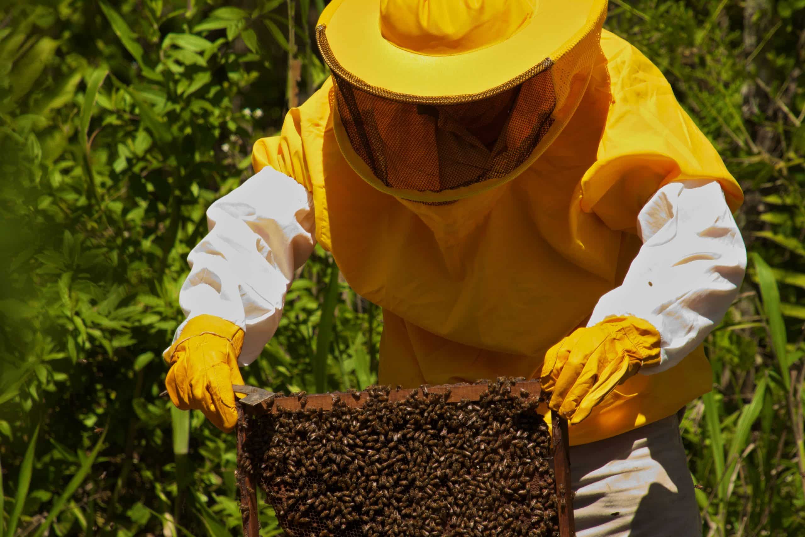 Cuyes, peces y abejas: cómo los clientes peruanos están diversificando sus medios de vida