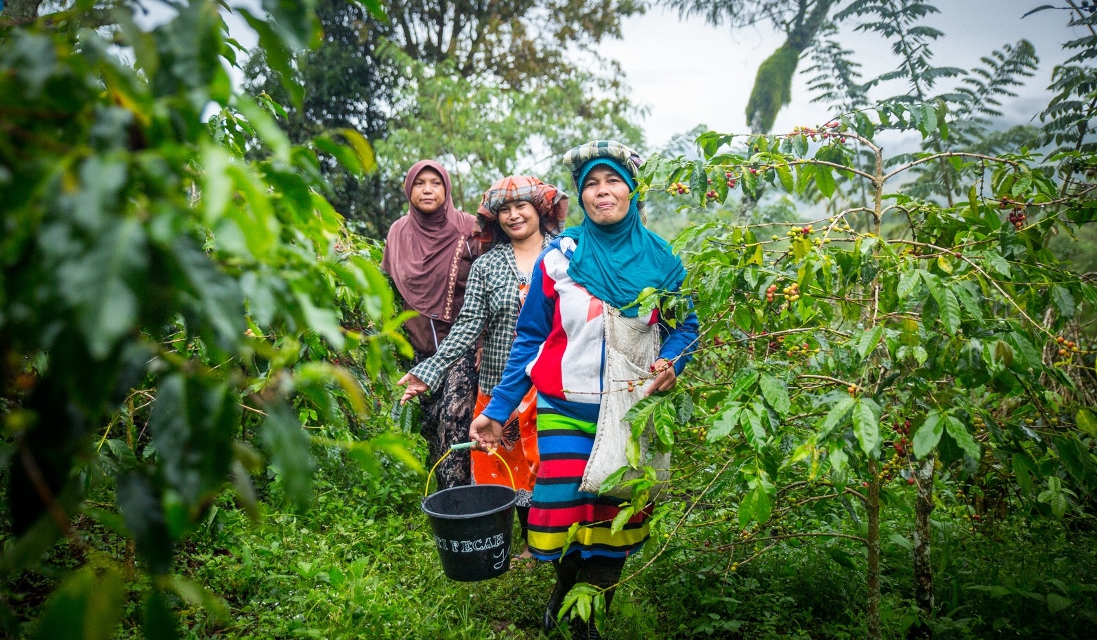 Producer-members of Ketiara Cooperative in Indonesia picking coffee cherries.