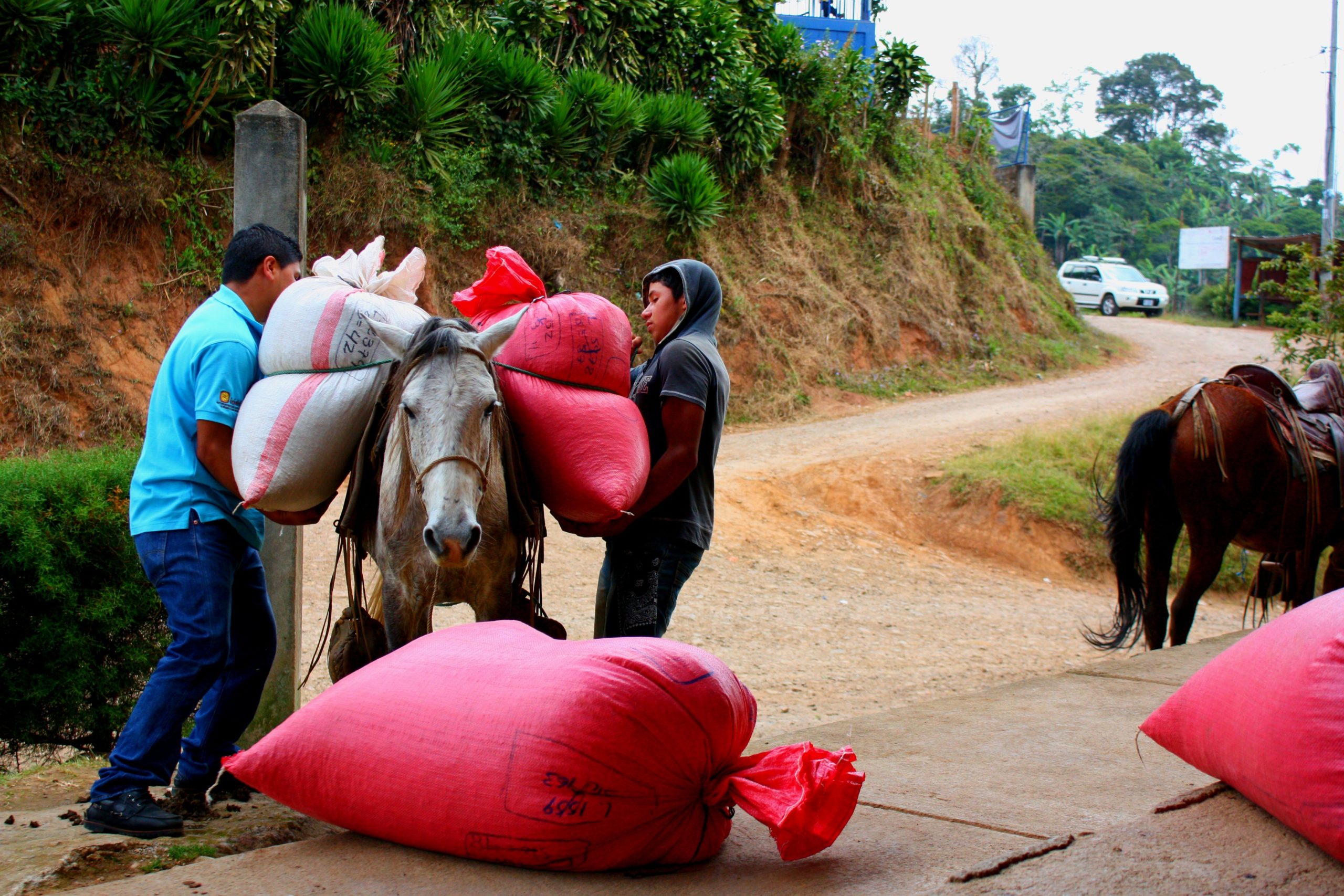 Coffee farmers unload sacks of coffee at the Solidaridad cooperative.