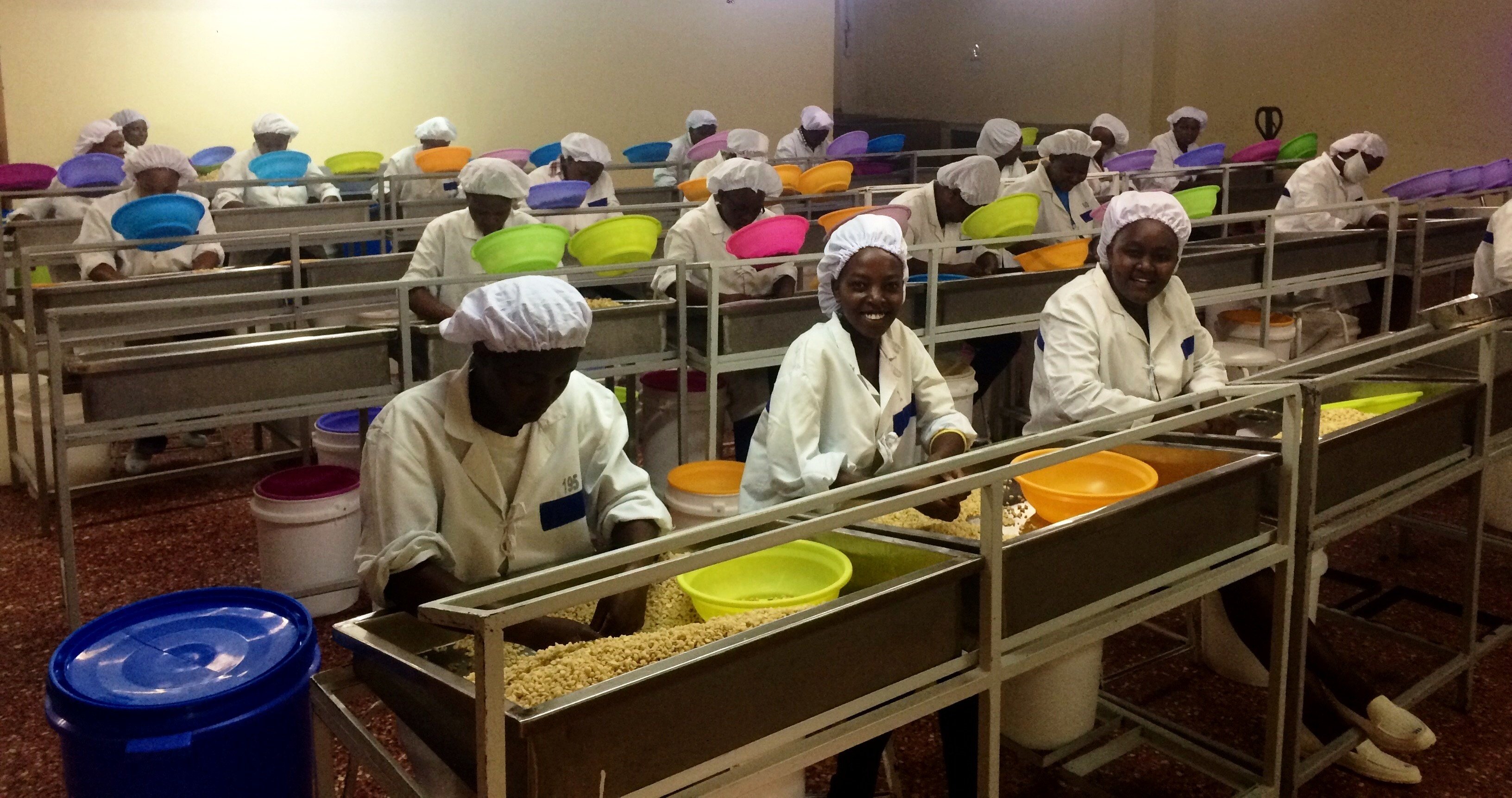 Employees of Sagana Nut sorting macadamia nuts at the business' factory.