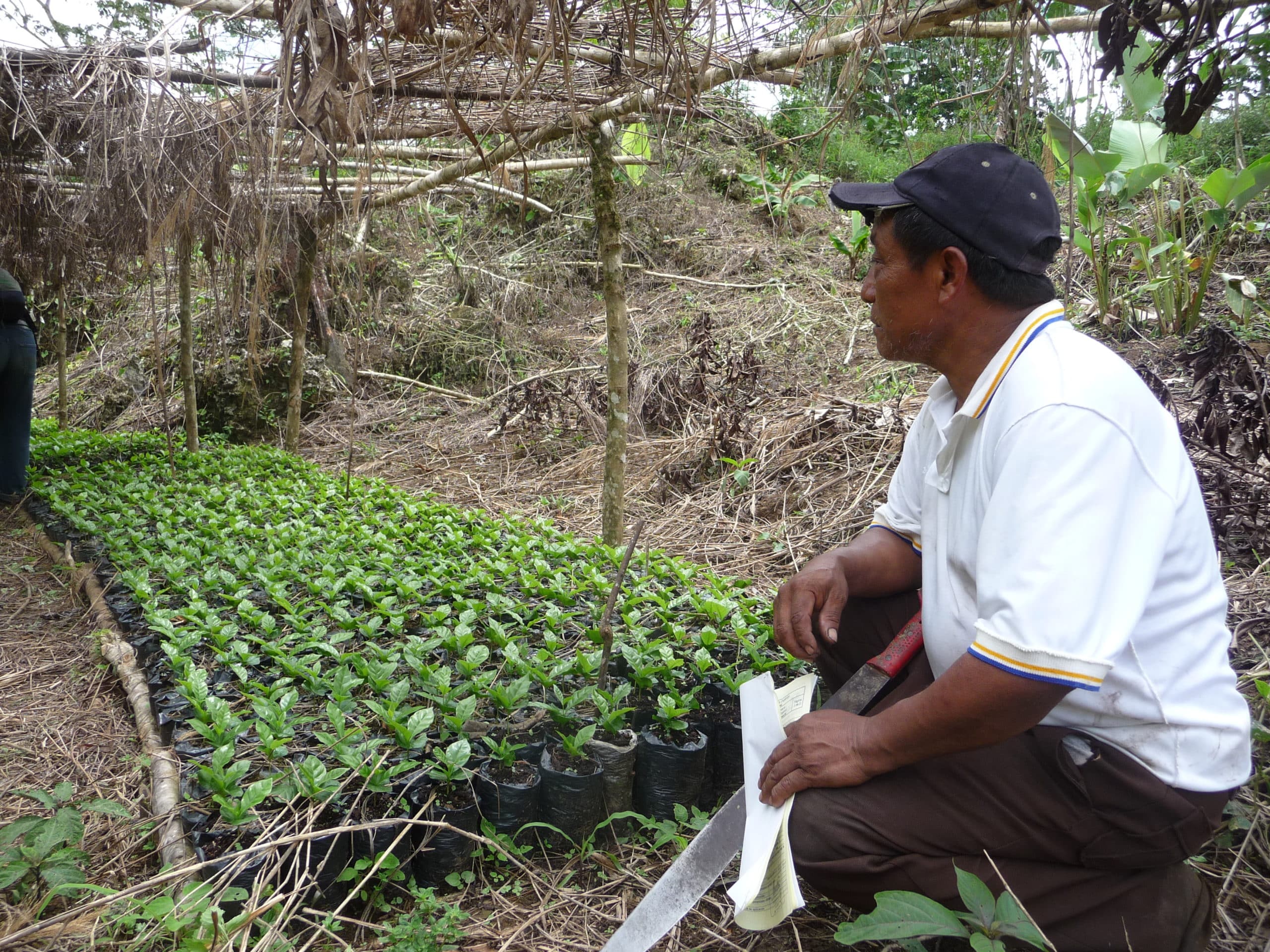 Environmental Impact: A Glimpse Into Tziscao Coffee Cooperative