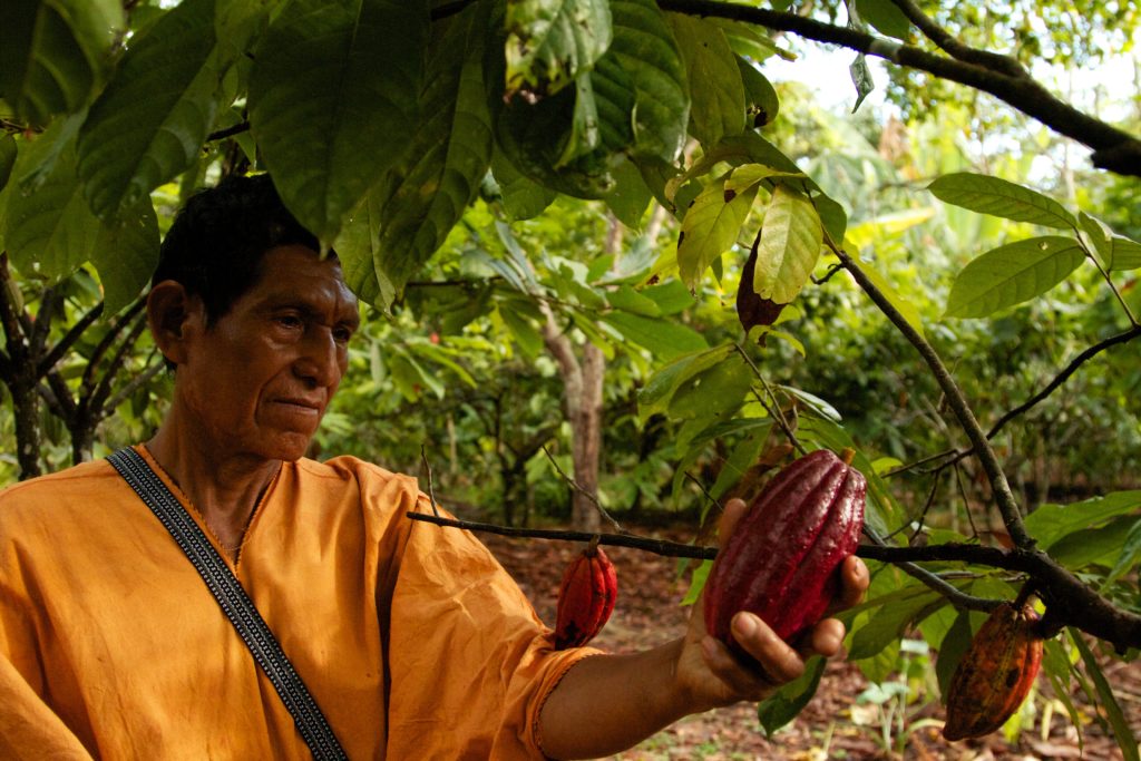 Cocoa farmer-member of Pangoa harvests a red cocoa pod from the tree.