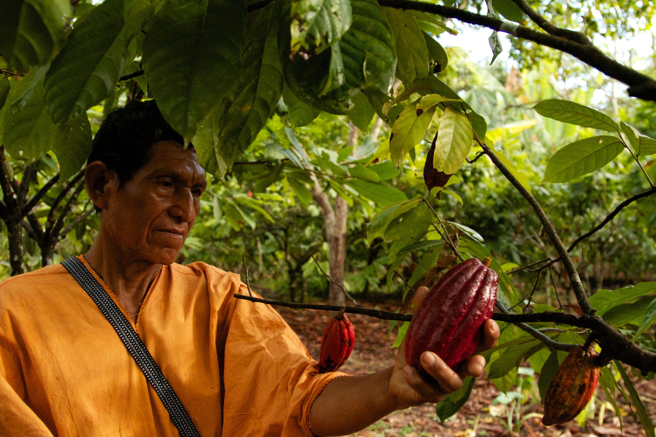 Indigenous Cacao Family Grower Farmer Root Capital
