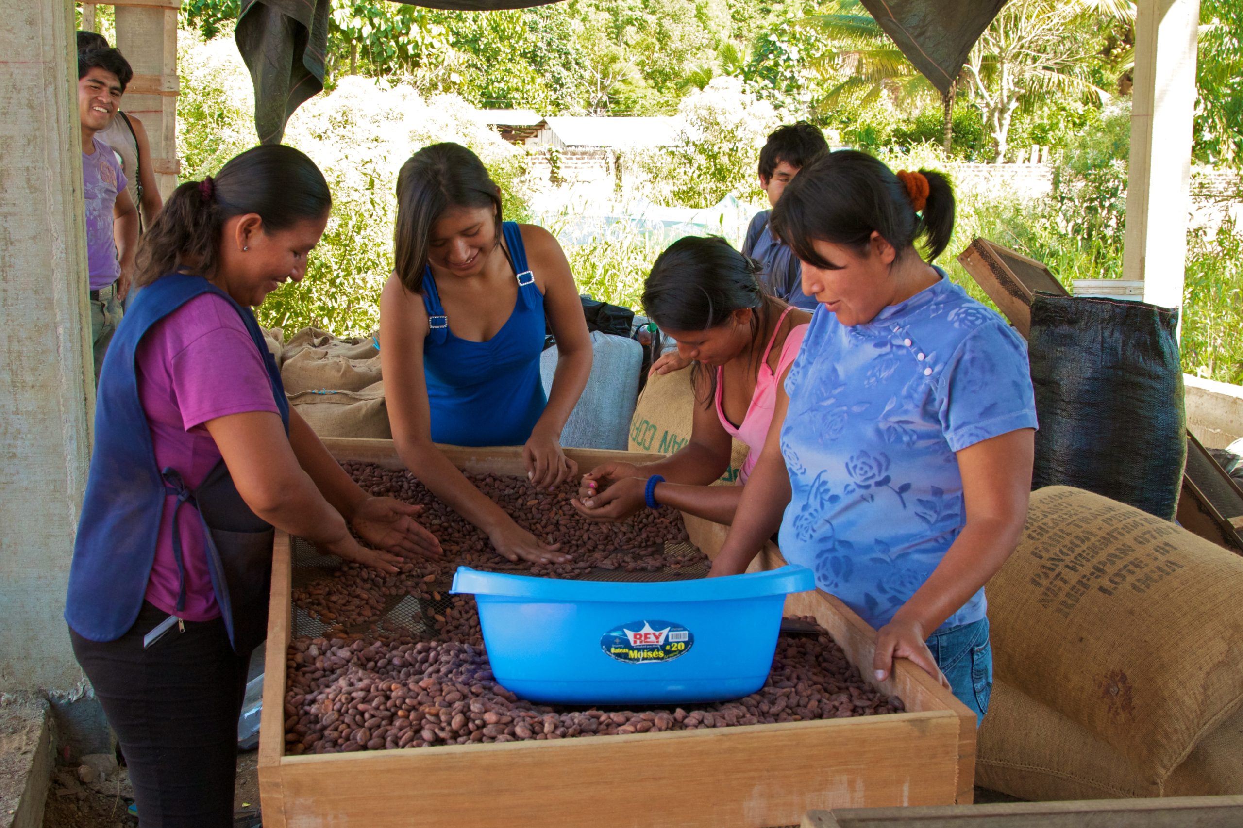 Cacao Processing and Drying - Root Capital