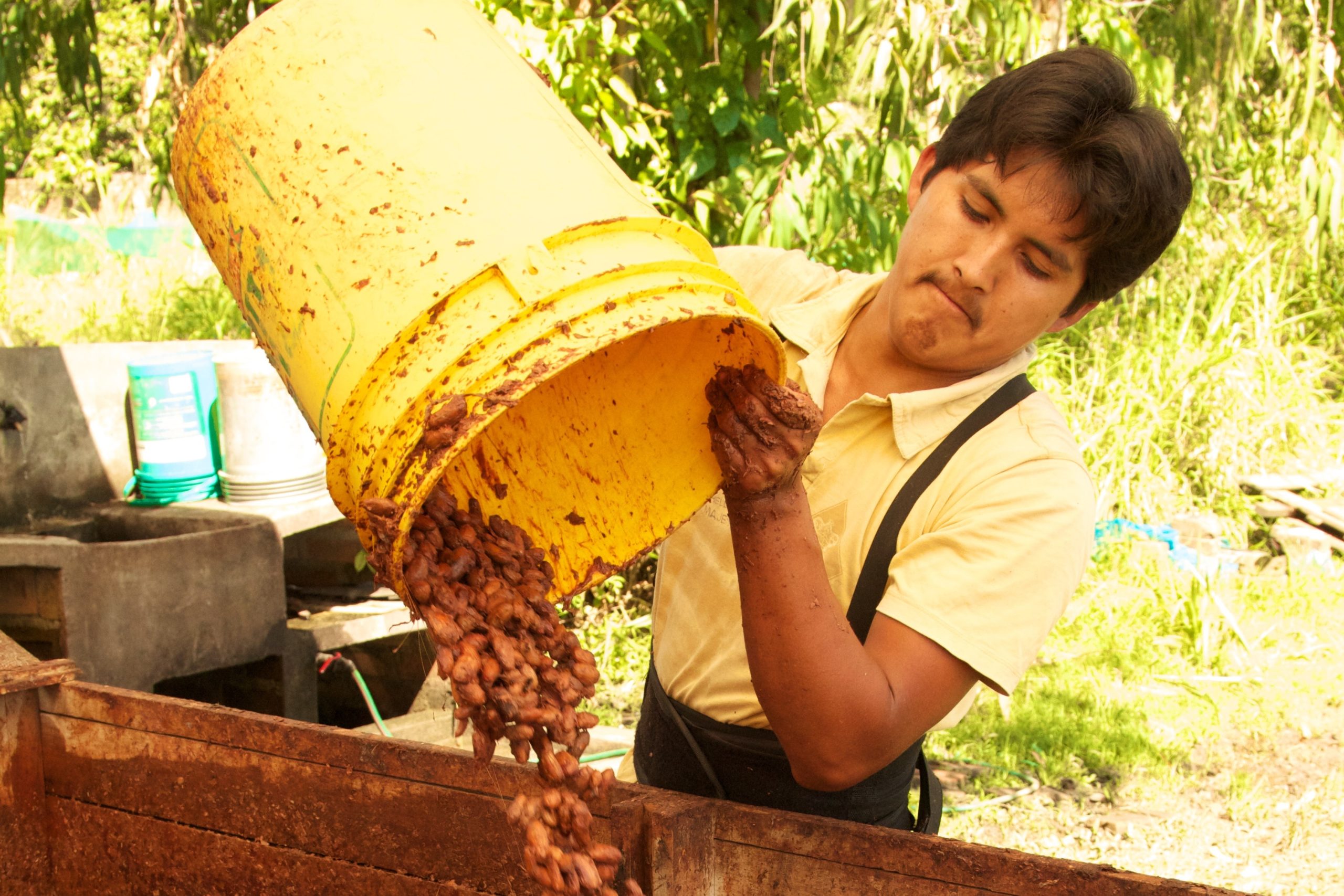 Cacao Processing and Drying - Root Capital