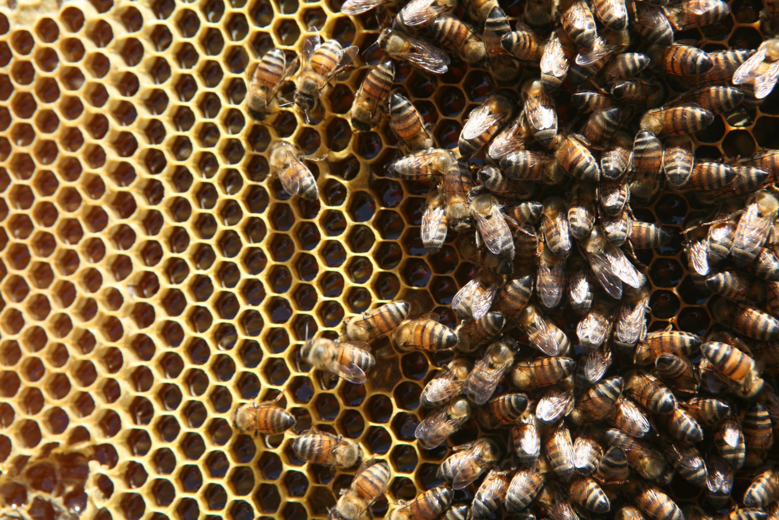 A close up bees on of a frame of honeycomb in a beehive. 

CIPAC, Cooperativa Integral de Producción Apicultores de Cuilco, is a Fairtrade-certified honey-producing organisation in Cuilco, Huehuetenango, Guatemala.