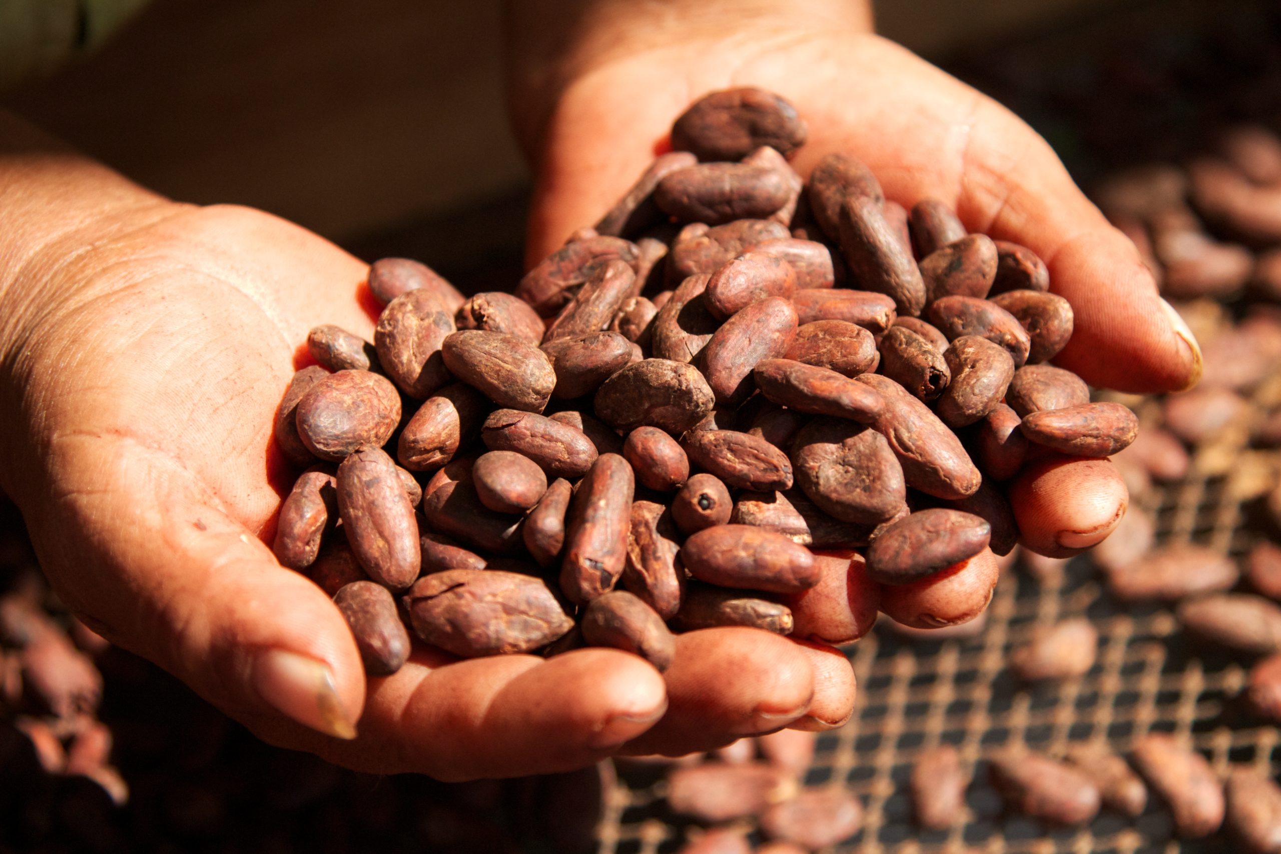 Cacao Processing and Drying Root Capital