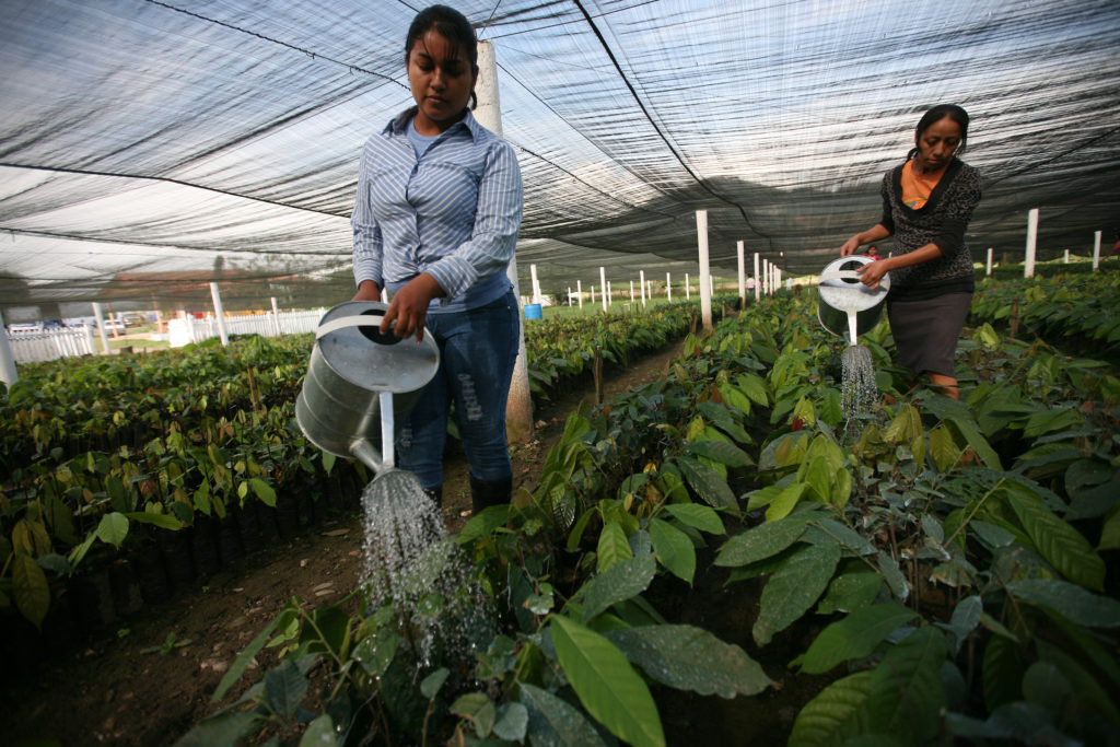 Sandra Hueso, left, watering cocoa plants in the COAGRICSAL nurseries.