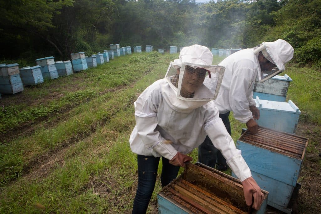 Aquí los apicultores Donald Hernández Vallestero y Olinda Duarte inspeccionan las colmenas. Donald y Olinda producen miel con certificación de comercio justo.