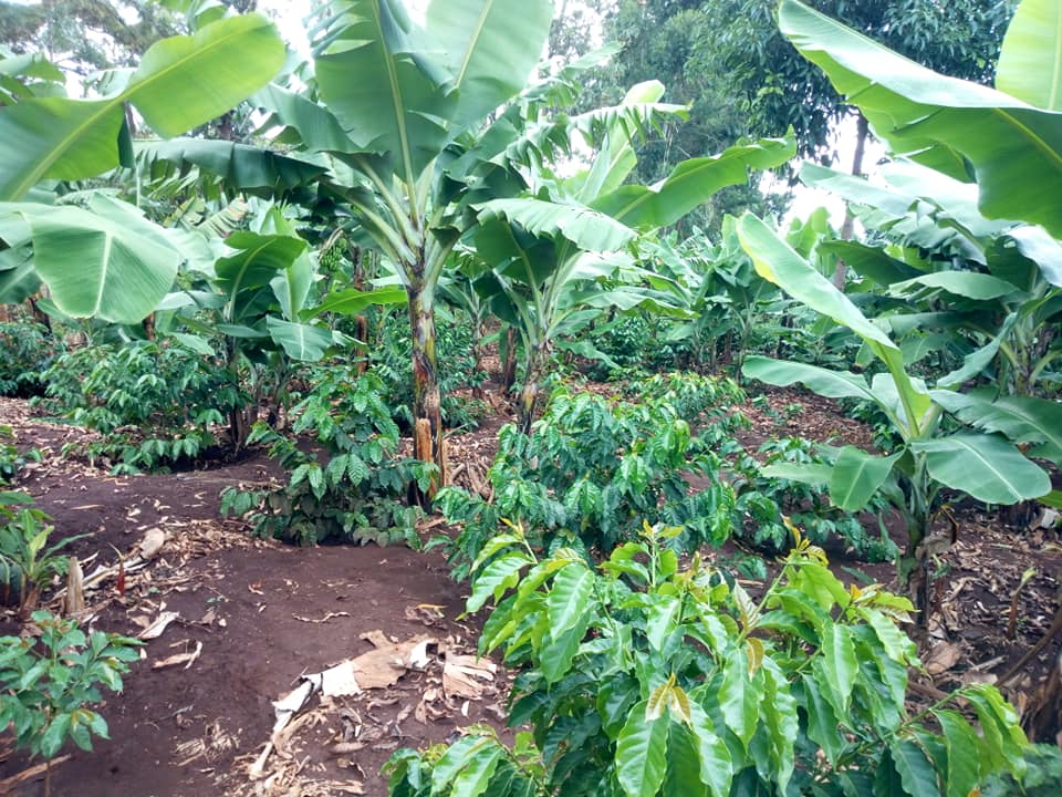 Coffee trees being grown beneath banana shade trees on a coffee farm in Rwanda. 
