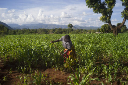 Sorghum farmer tending to an open-air field filled with waist-high sorghum. The farmers' face is covered by a hat.