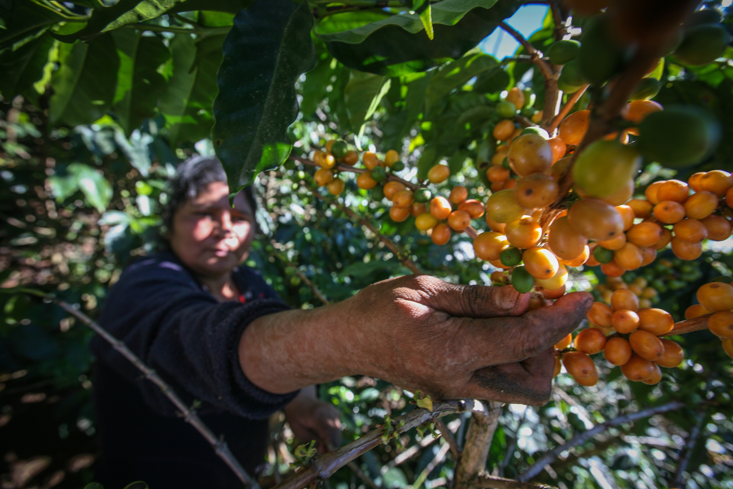 Angelina Mejía, cutting ripe yellow coffee cherries at a coffee farm linked to COSAGUAL. COSAGUAL, Cooperativa de Servicios Agropecuarios Gualcinse Ltda, is a Fairtrade-certified coffee producer in Gualcinse, Lempira, Honduras.