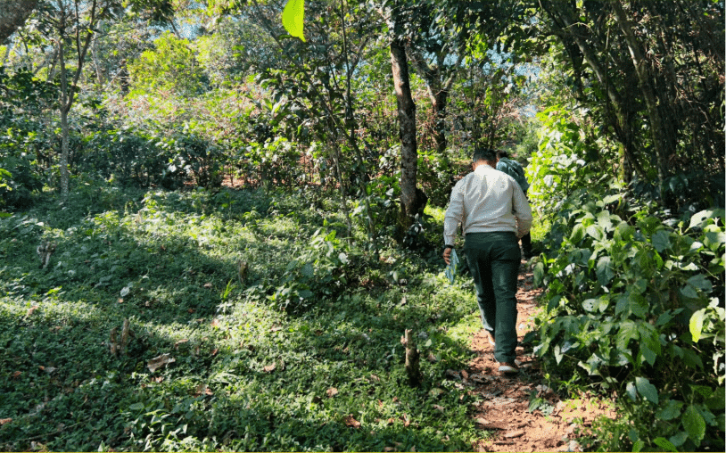 Evaluación del impacto de las empresas clientes de Root Capital en los medios de subsistencia de los pequeños agricultores: Cooperativas de café en Chiapas, México