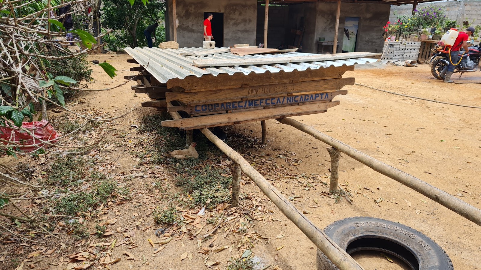 Caption: Flor de Café’s open air coffee drying process (prior to the installation of the solar dryers), which left the coffee exposed to heavy rains and any humidity that seeped in at night. High moisture levels can stain coffee and decrease its quality. Photo credit: Root Capital