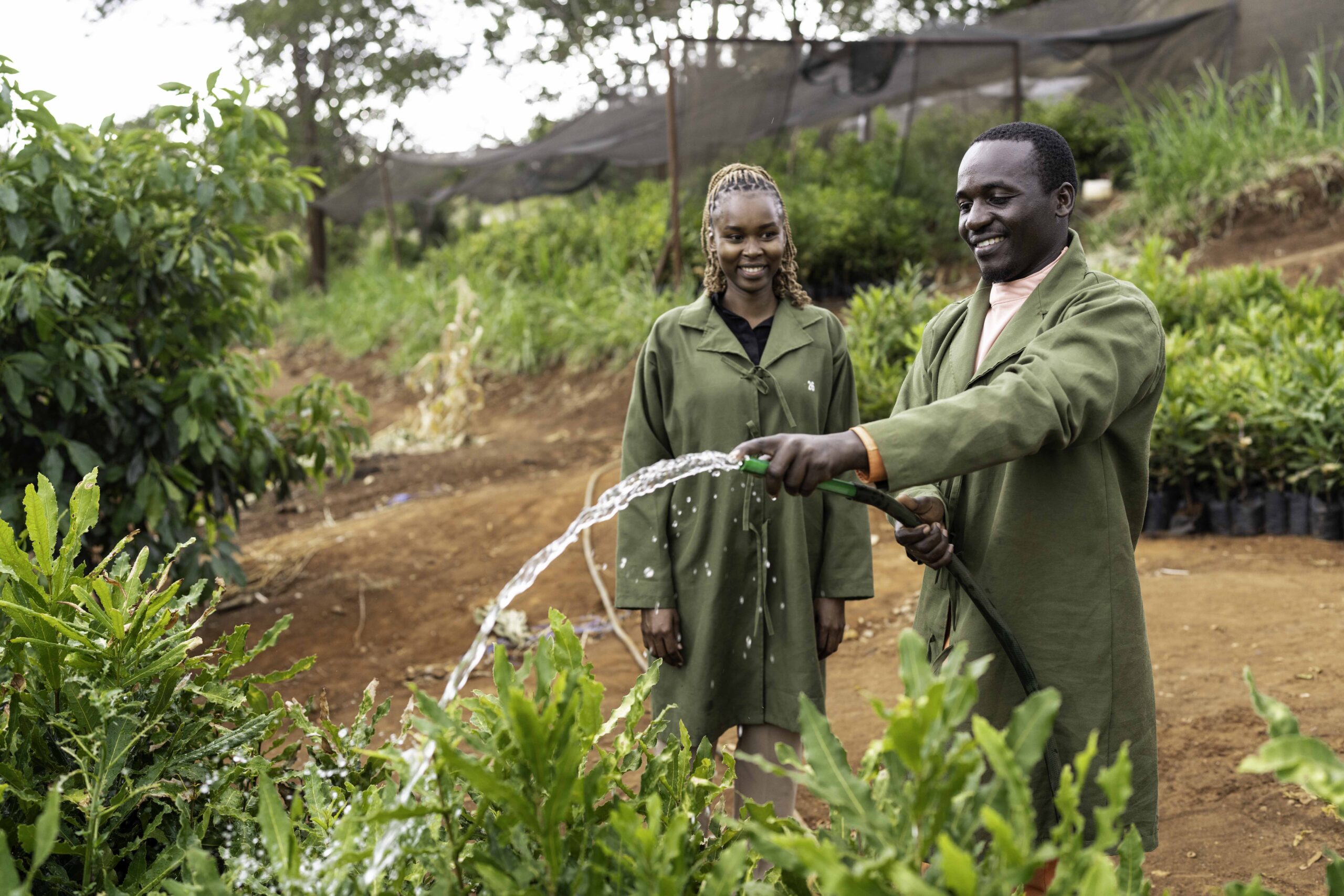Los pasantes de agronomía Purity Kimathi y Jeremiah Nyaga utilizan el agua de lluvia recogida para regar las plantas del vivero de Jumbo Nuts Limited, empresa procesadora de macadamia y cliente de Root Capital en Kenia. Fotografía: Adam Finch/Root Capital. 