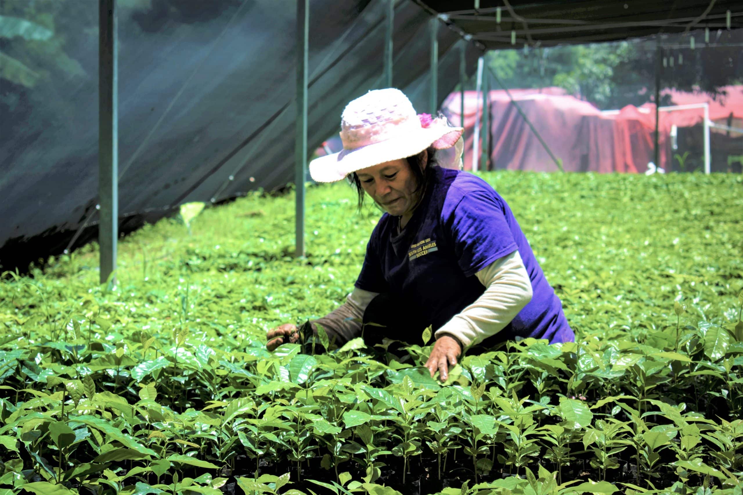 Desarrollar la Capacidad de las Pequeñas Empresas en Crecimiento para Mejorar la Resiliencia Climática de las Mujeres Agricultoras
