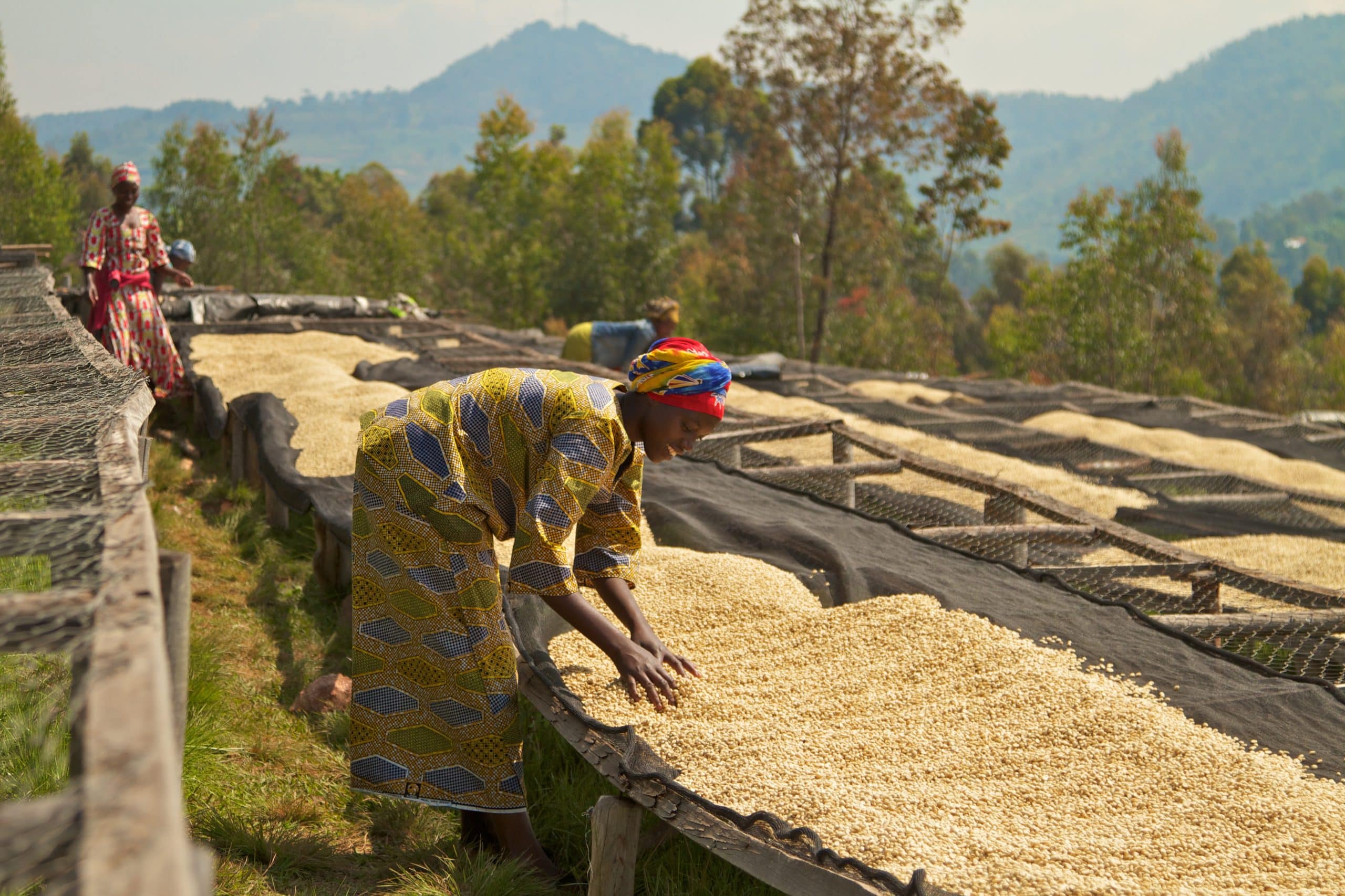 Un productor de Ruanda trabaja entre bastidores de secado de café.