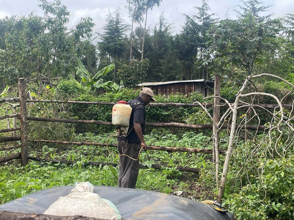 A Kenyan smallholder farmer sprays his vegetable and potato garden with the biofertilizer from his biodigester during a Root Capital visit in late 2023. Credit: Root Capital.