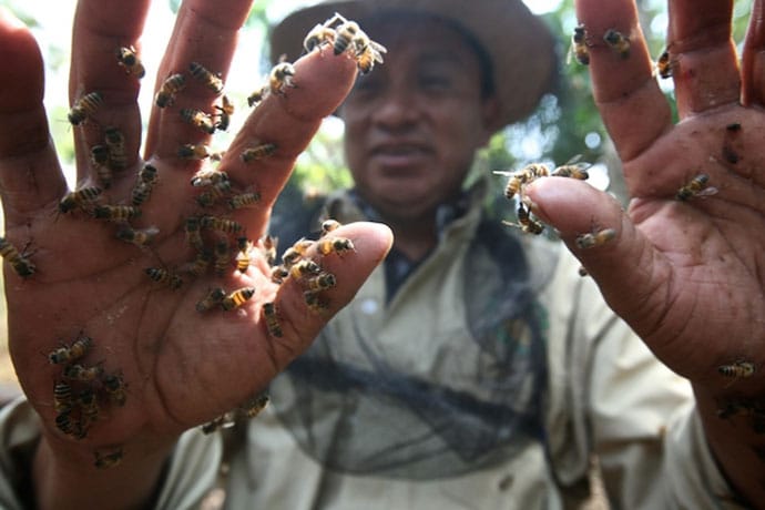 Copiasuro: Maximizing Gains for Farmers and the Environment in Guatemala