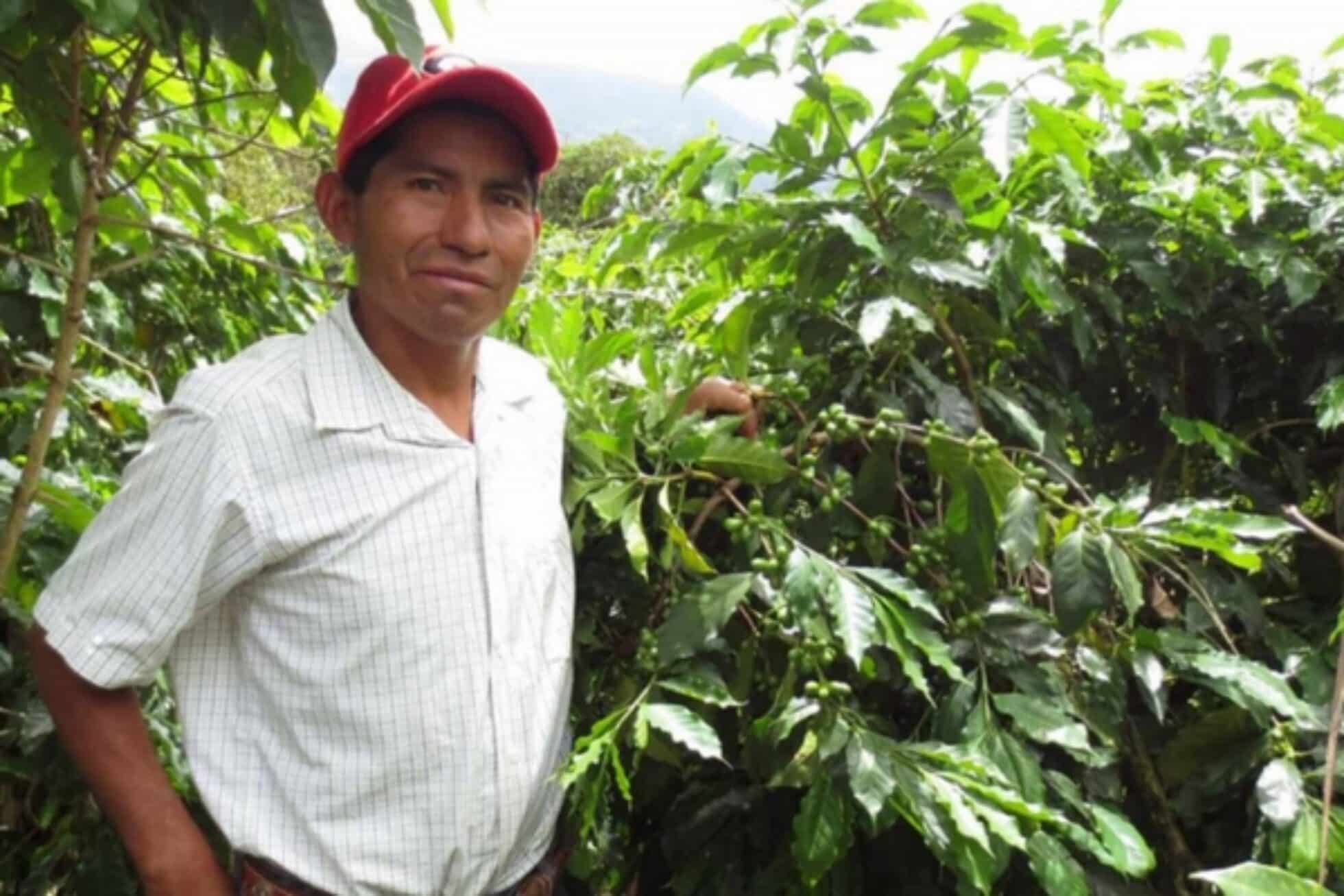 Mejora de los Medios de Subsistencia Rurales: Un estudio de cuatro cooperativas cafetaleras guatemaltecas