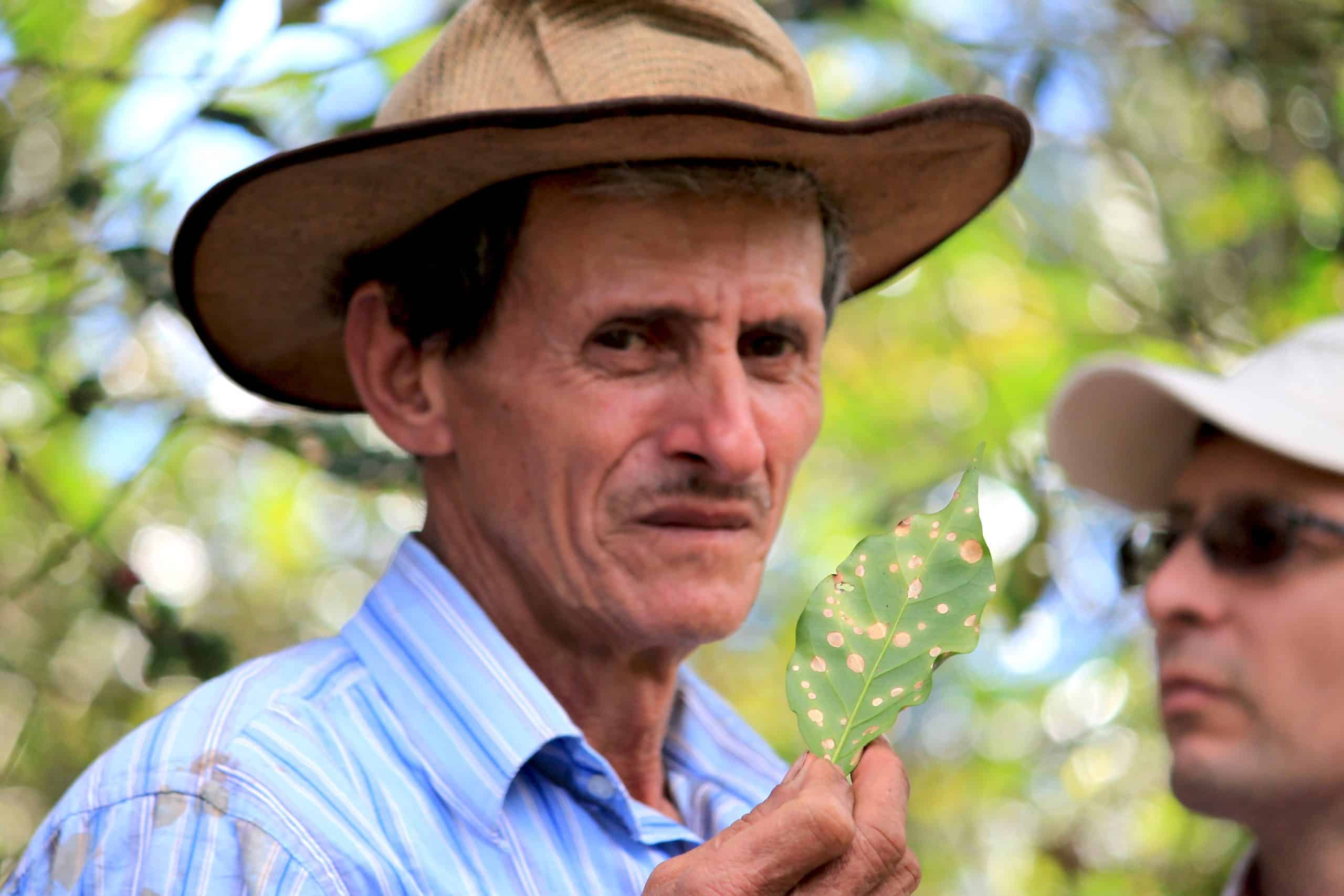 These images were captured during January of 2013 when members of the Root Capital Staff took a trip to the field to visit cooperative clients in Honduras. They found many were facing an ongoing battle with the roya, or coffee rust, epidemic which treatens many farms throughout Central America. These images are of Willy Foote (RC Founder & CEO), Jeronimo Bollen (VP of Global Programs in Latin America), William Portilla (Credit Manager in Costa Rica) and Karina Chamorro (Executive Assistant) visiting RC client Montaña Verde, a supplier to GMCR.