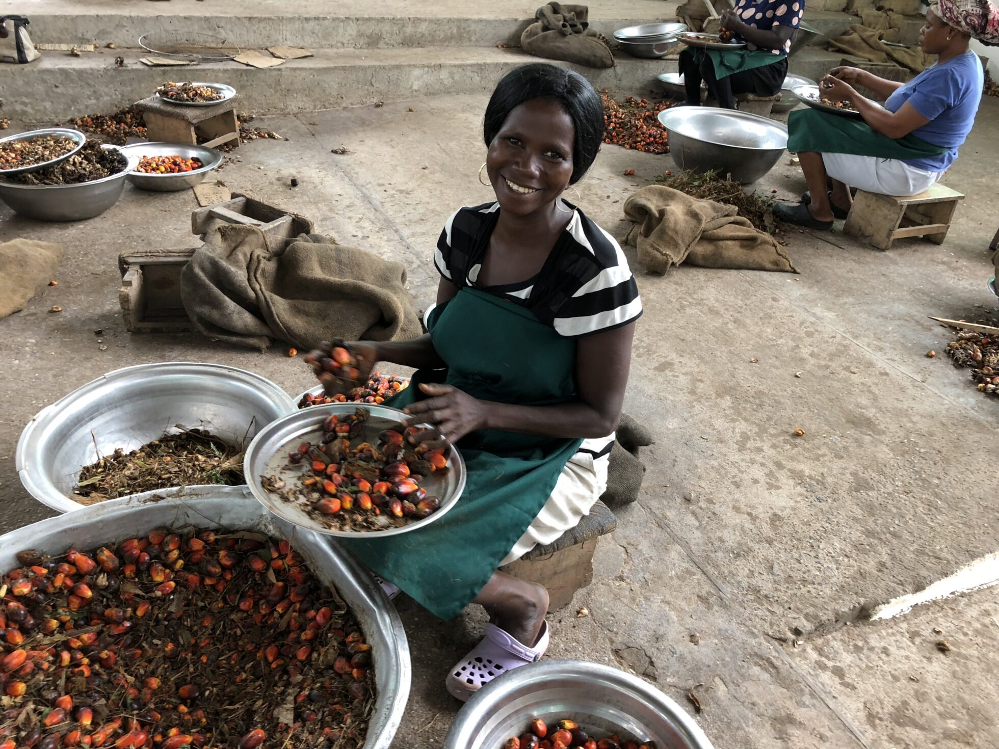 Evaluación del impacto de las empresas clientes de Root Capital en los medios de subsistencia de los pequeños agricultores: Palma aceitera en Ghana