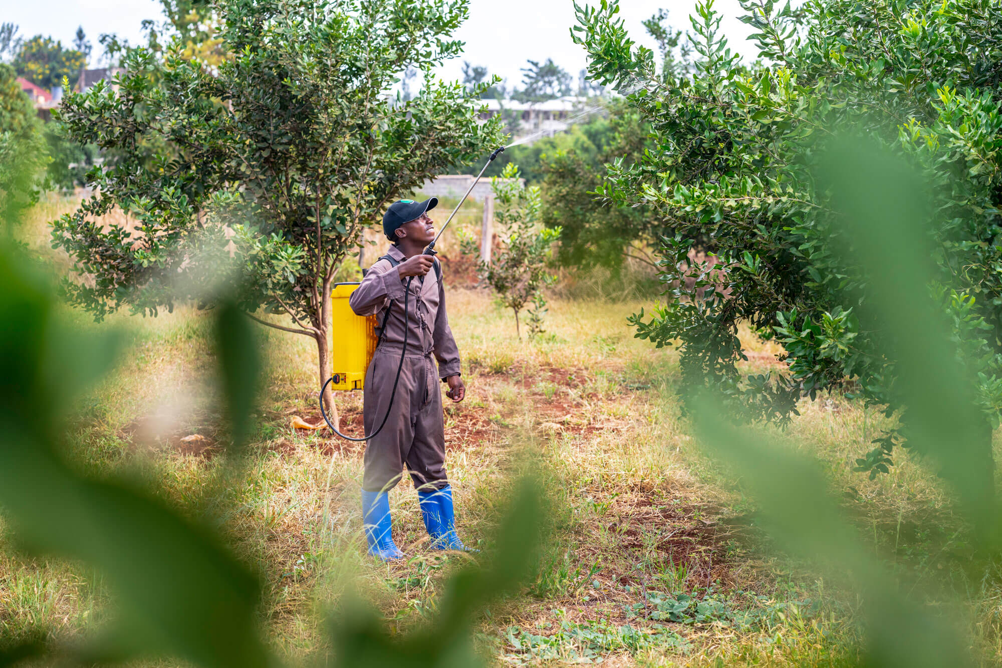 Root Capital client in Kenya are piloting biodigesters, turning organic waste into biogas and biofertilizer.