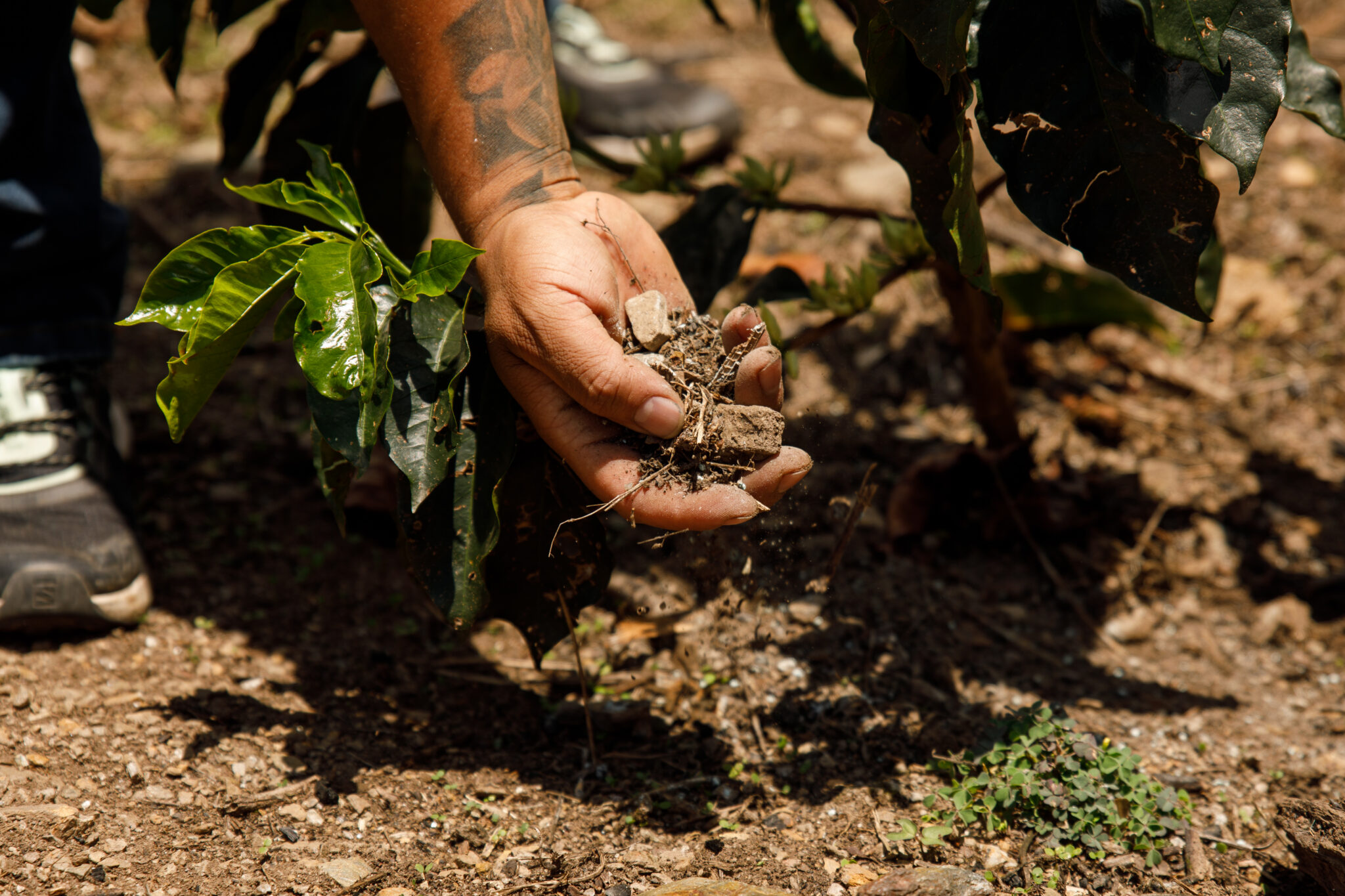 Cultivating Resilience: Regenerative Practices On the Farm (Part 2)
